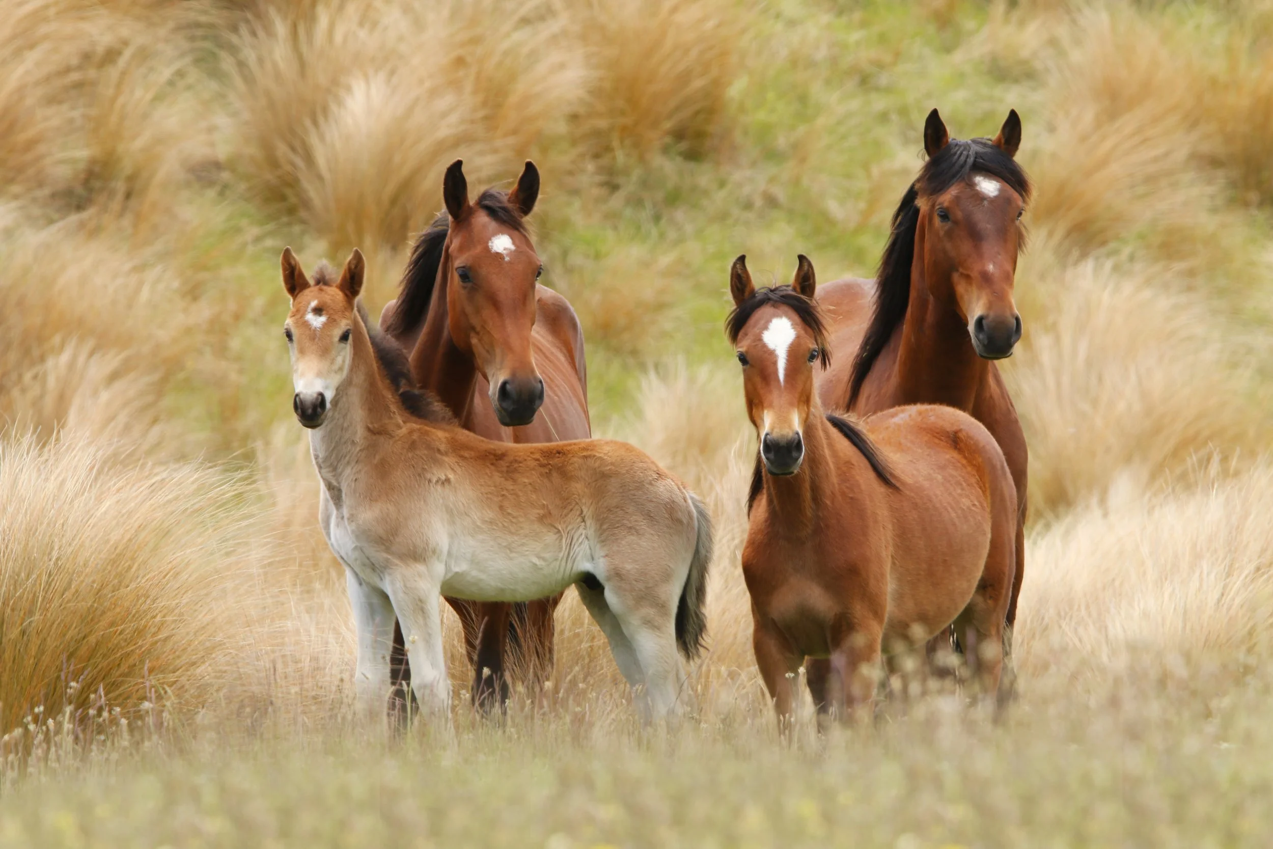 Kaimanawa Family