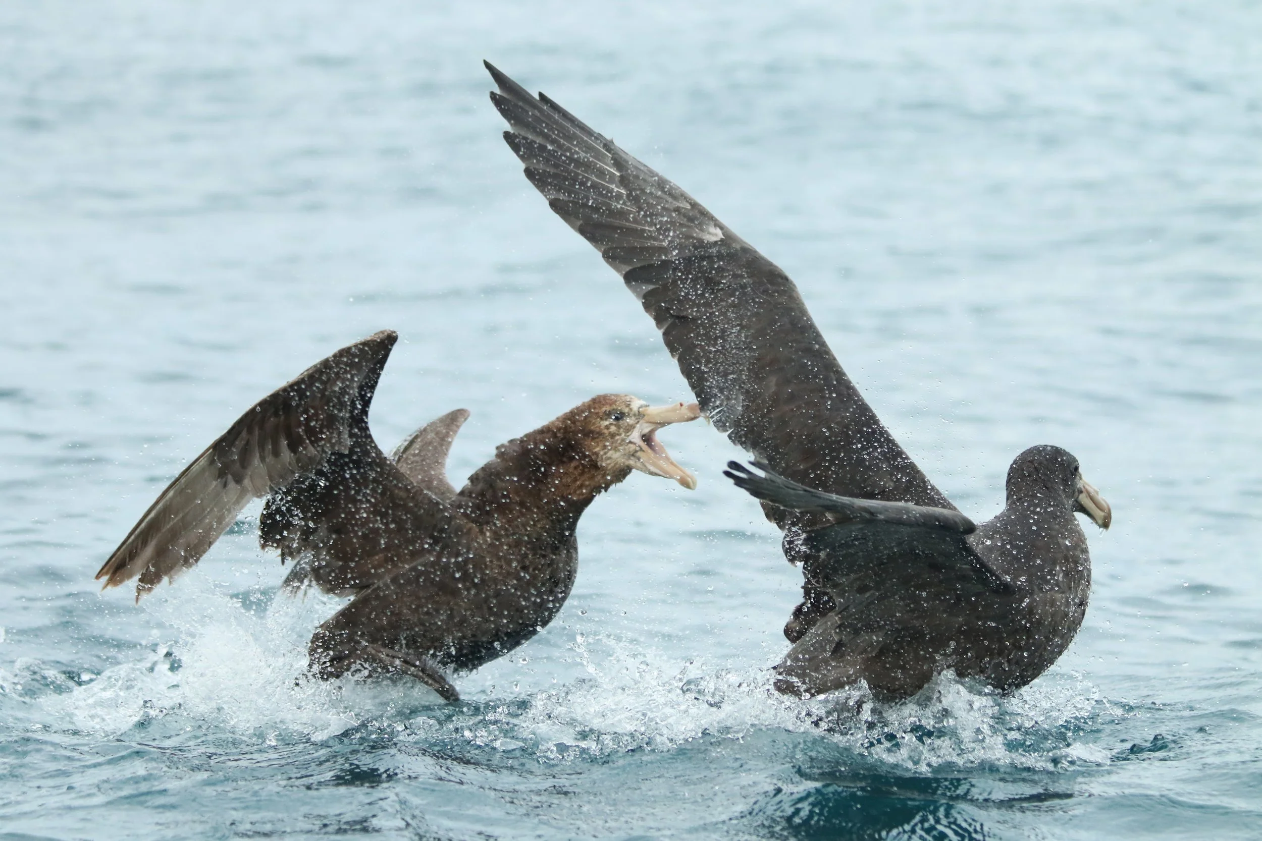 Giant Petrels 