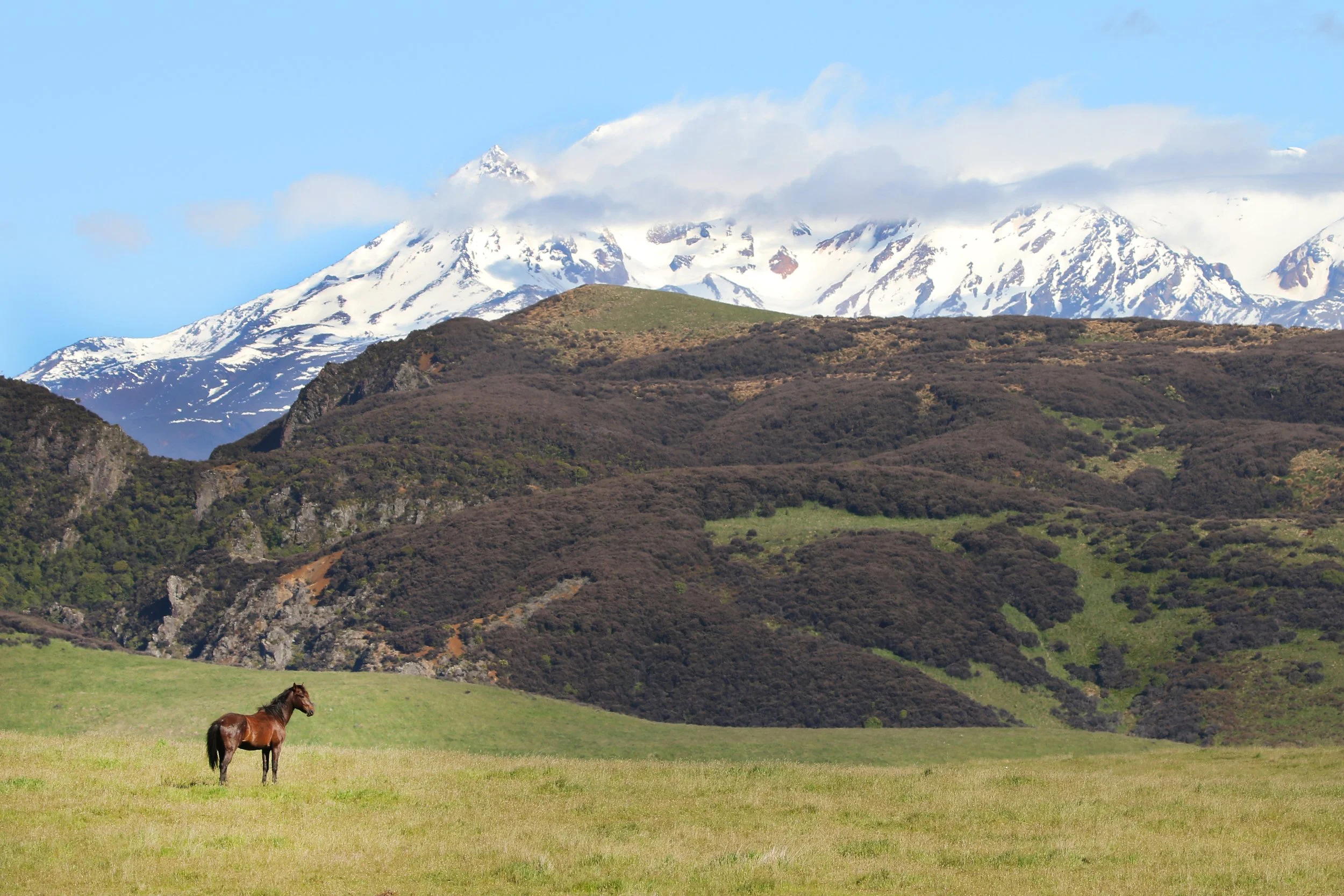 Kaimanawa Stallion - Noble