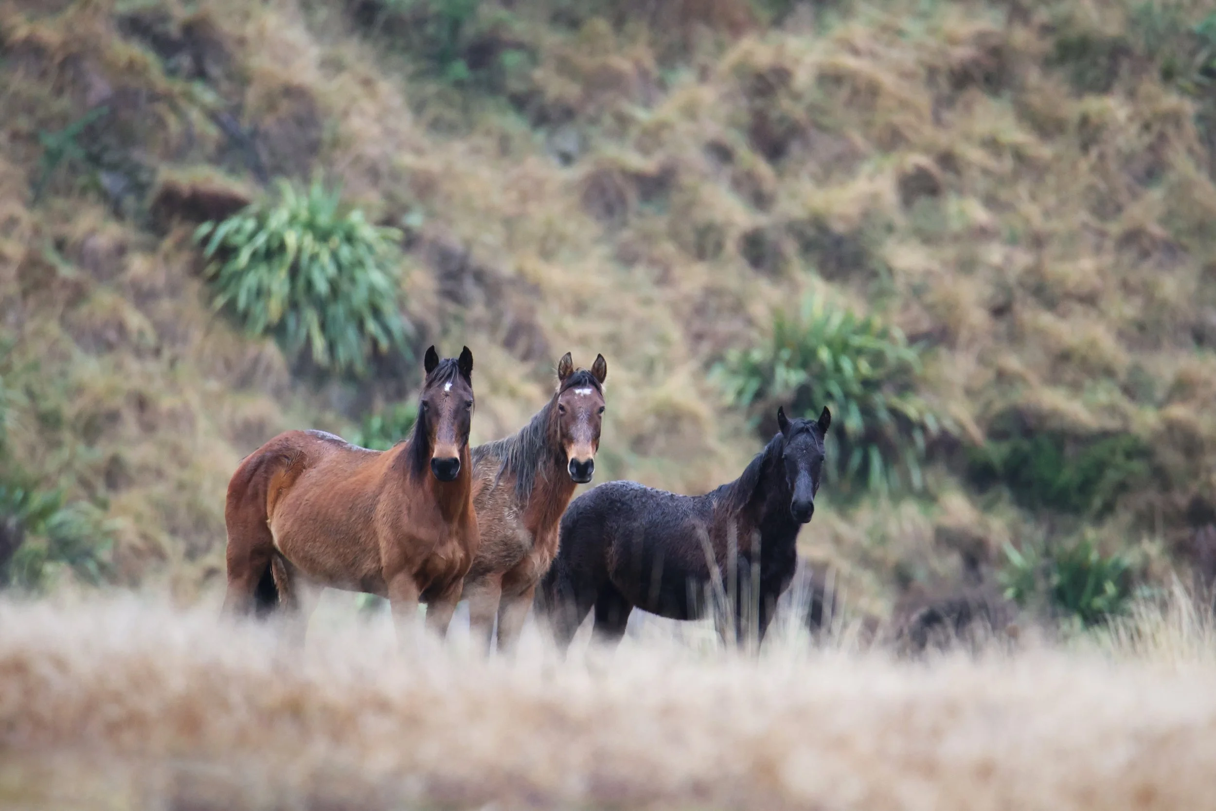 3 mares.jpg