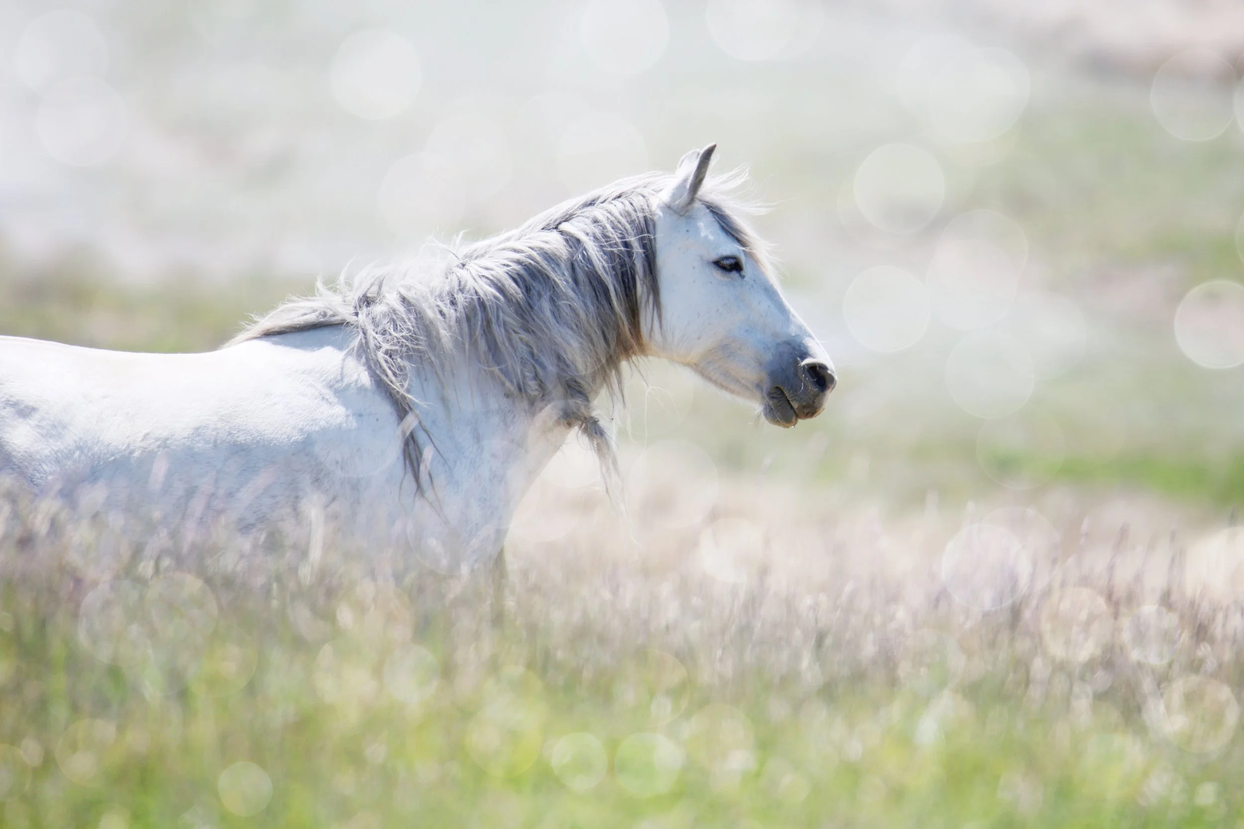 Kaimanawa - Twilight