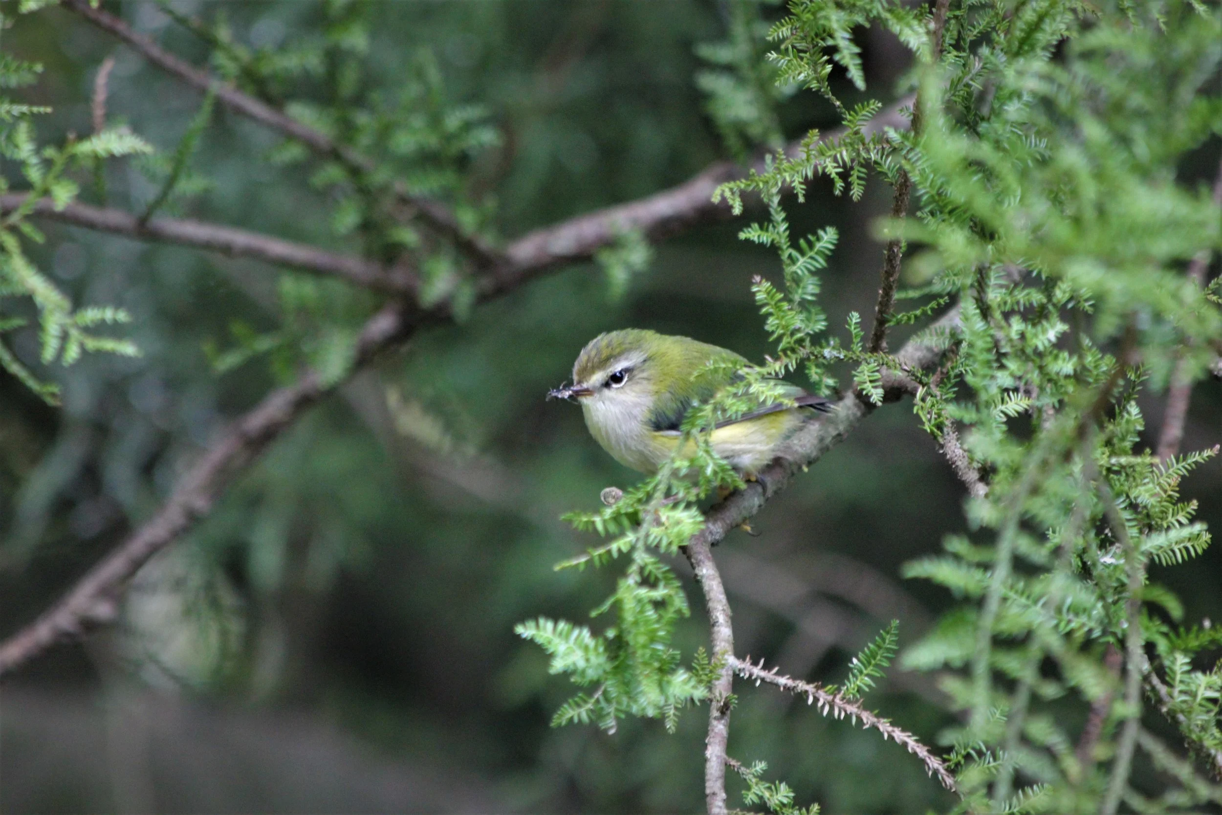 Male Rifleman