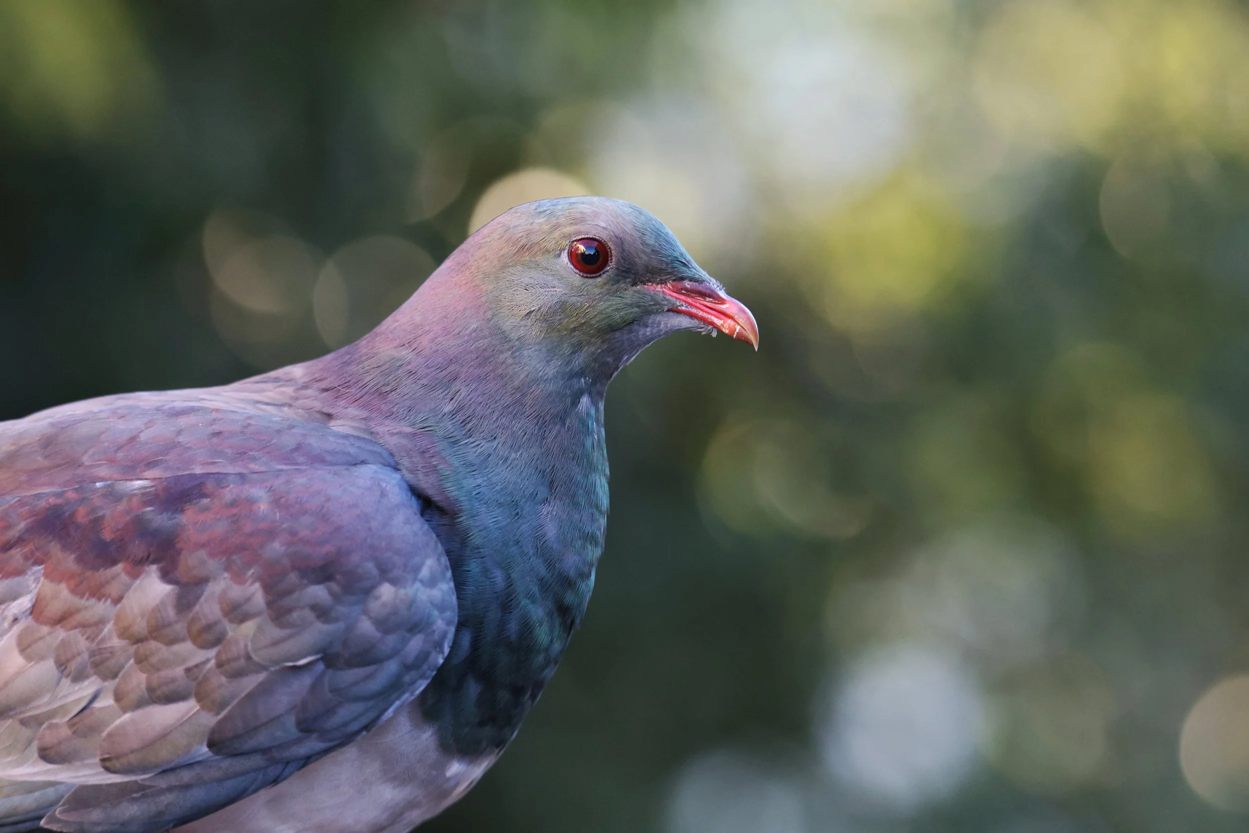 The Kereru