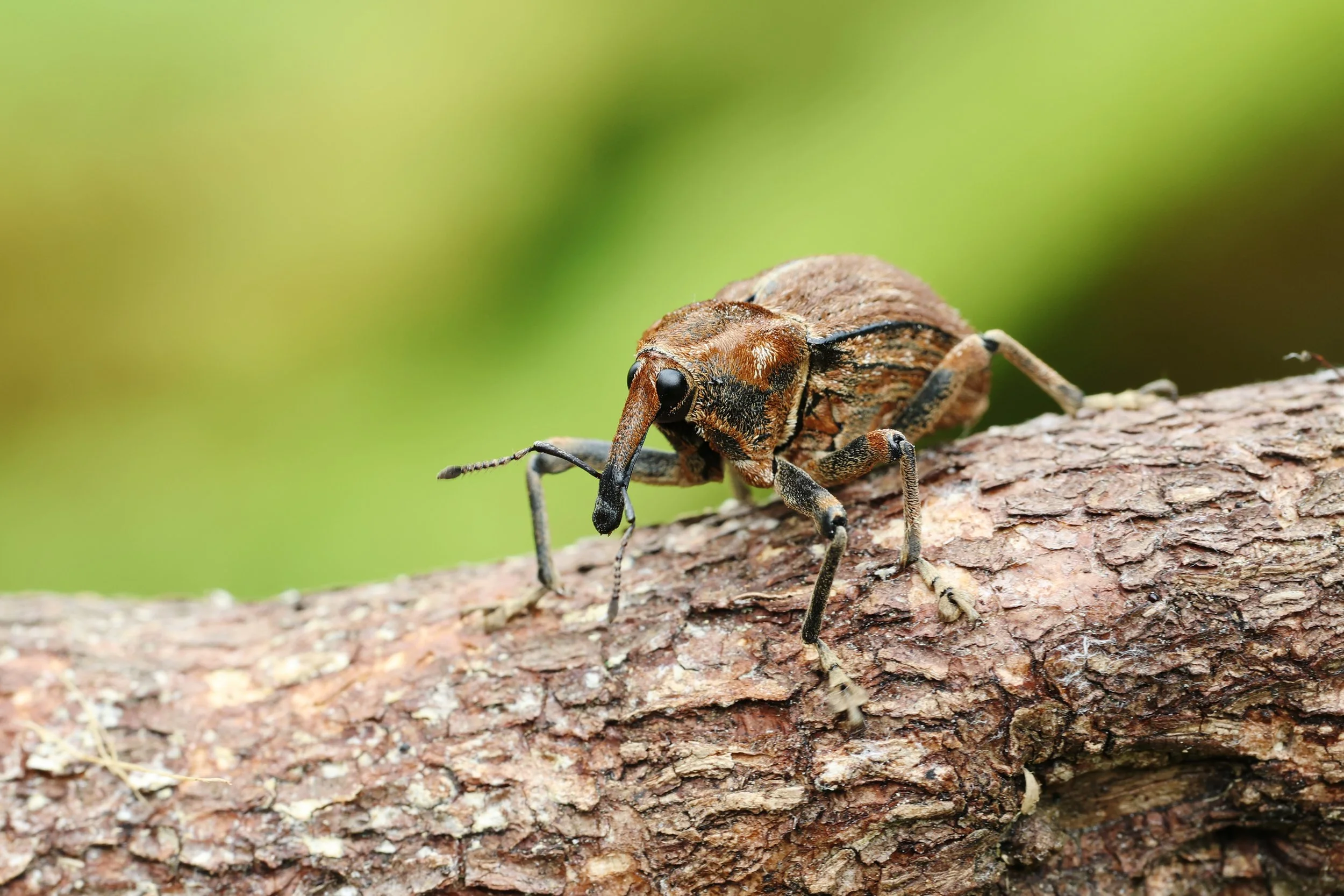 Elephant Weevil
