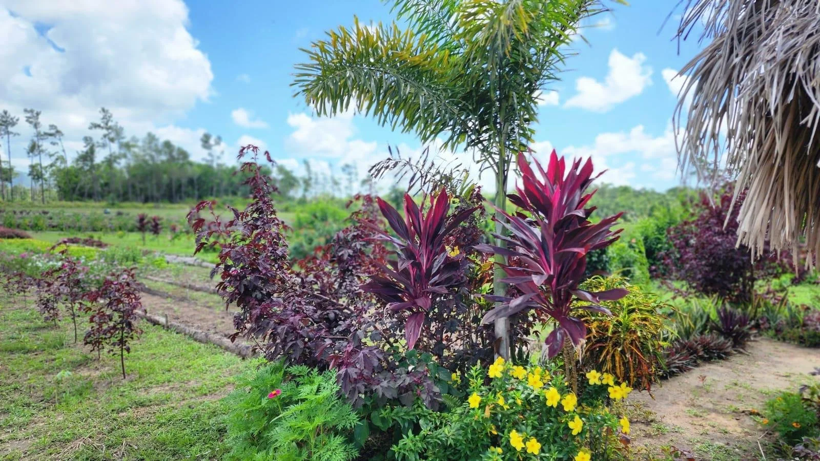 Tropical garden with colorful plants and trees under a partly cloudy sky.