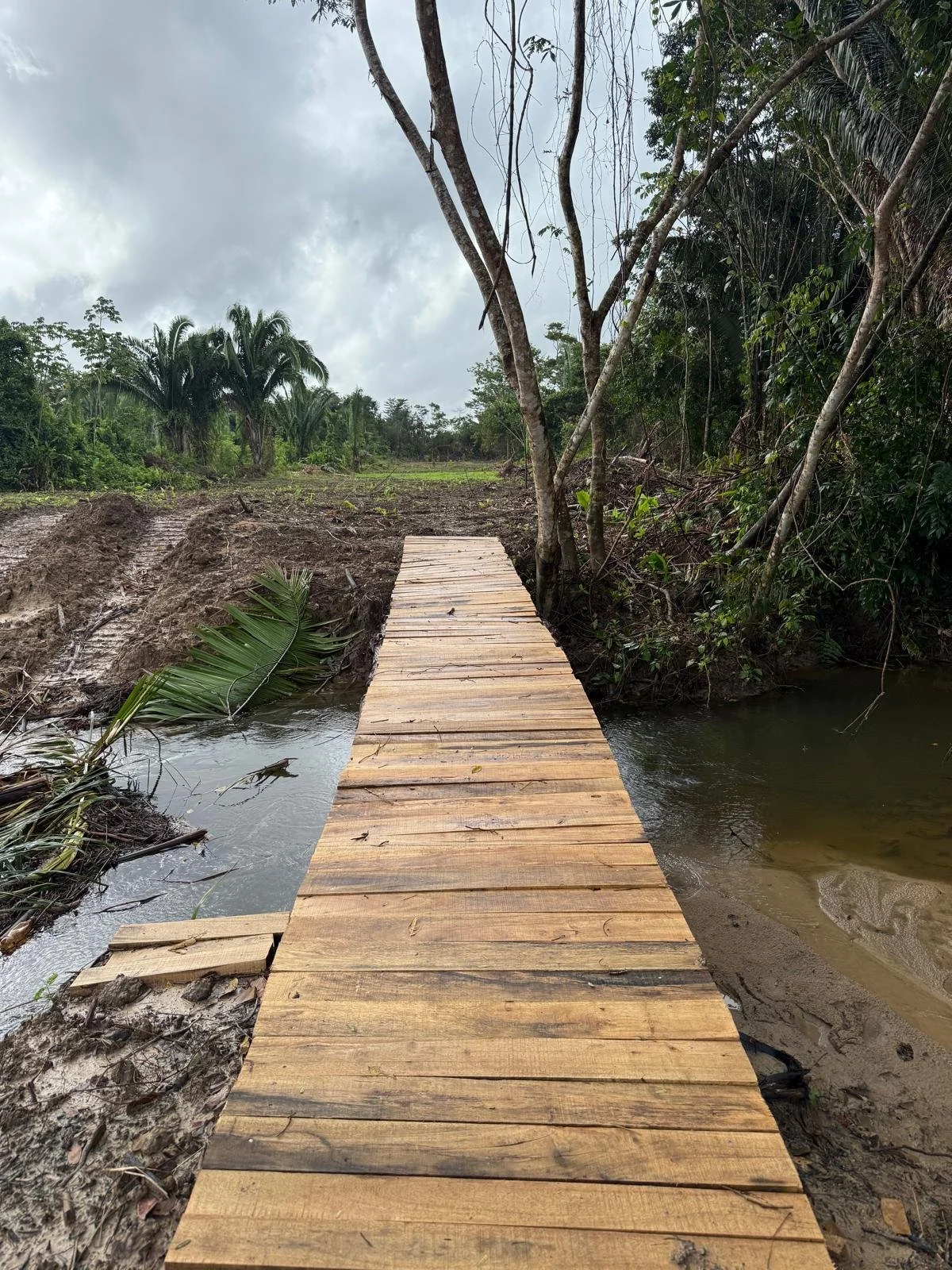 A wooden footbridge crossing a small stream in a lush, tropical environment with trees and plants on either side, overcast sky in the background.