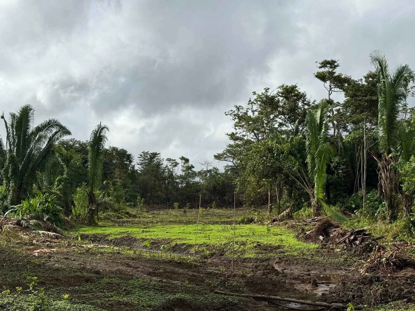 A tropical landscape with palm trees and lush greenery, overcast sky, muddy path in foreground.