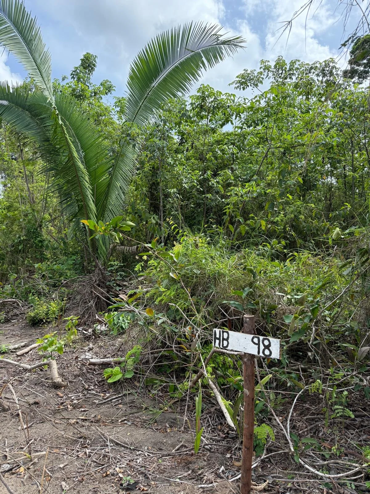 Dense tropical jungle with a small white sign that has black writing, reading 'HB 98' in the front, under a cloudy sky.
