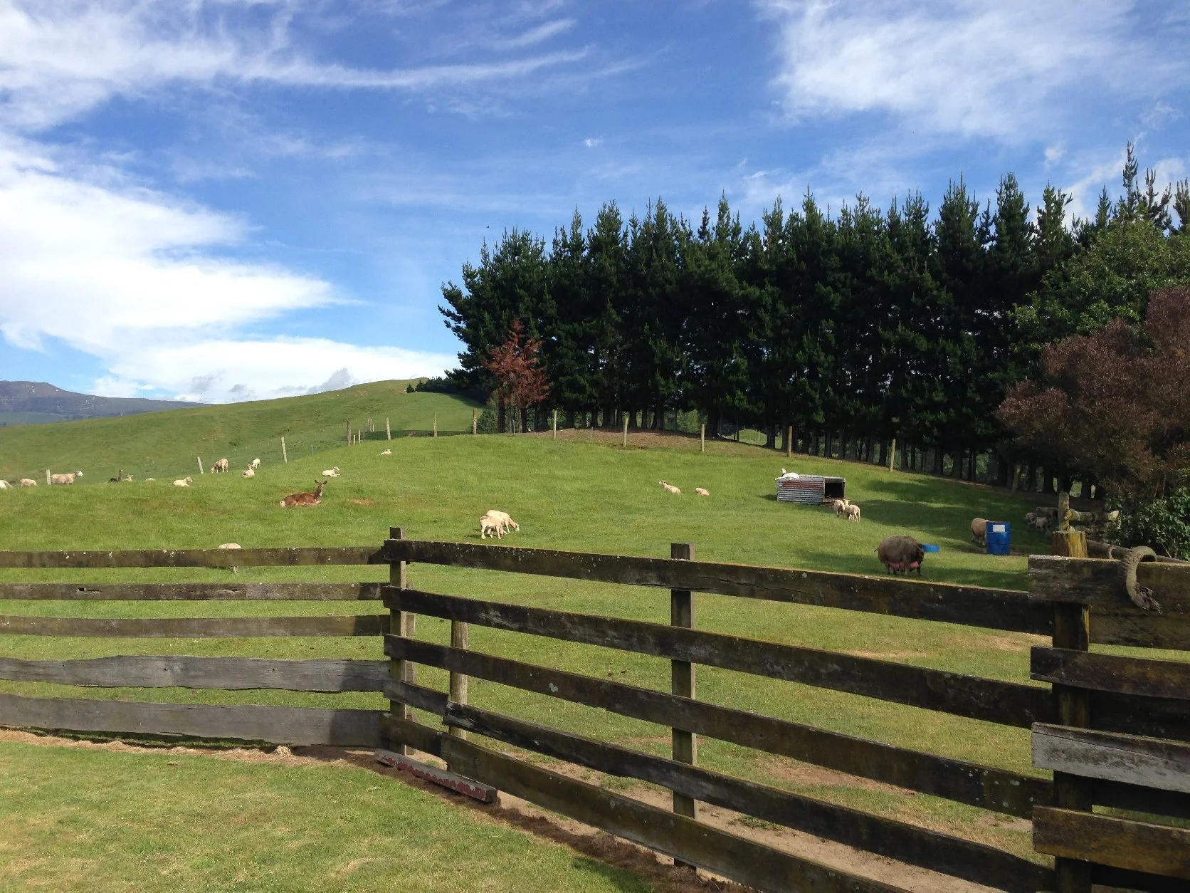Open pasture with sheep and a pig grazing, a wooden fence in the foreground, trees and hills in the background under a partly cloudy sky.