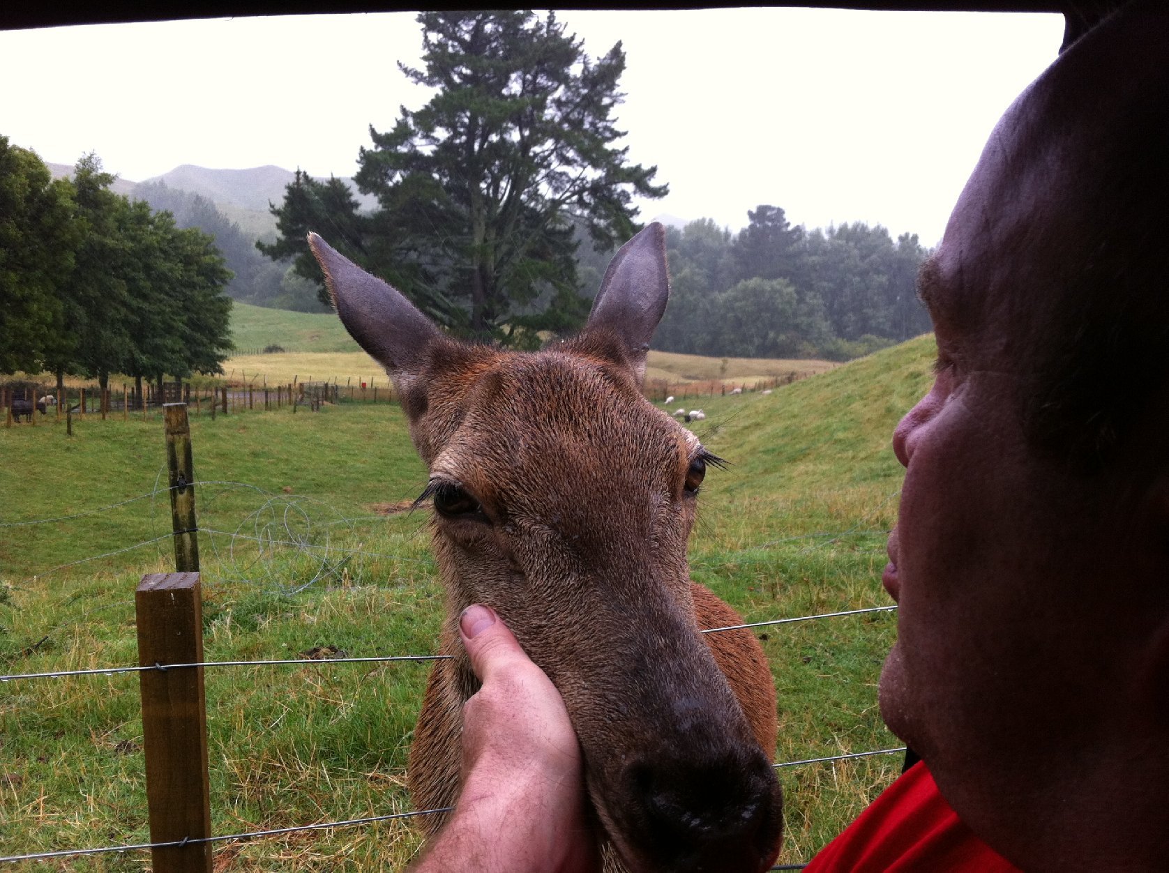 A person with dark hair and a red shirt interacts closely with a deer across a wire fence on a grassy farm, with trees and hills in the background.