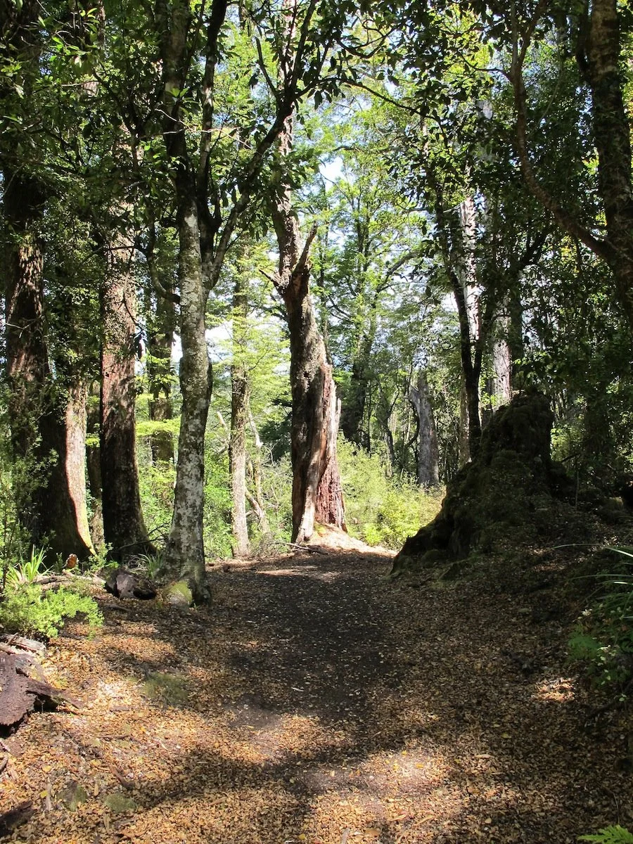 A forest trail surrounded by trees with green leaves and sunlight shining through, with a dirt path and moss-covered rocks.