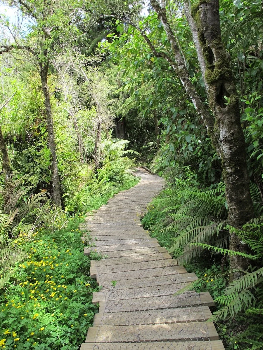 A narrow wooden boardwalk winding through a lush green forest with various trees and ferns.