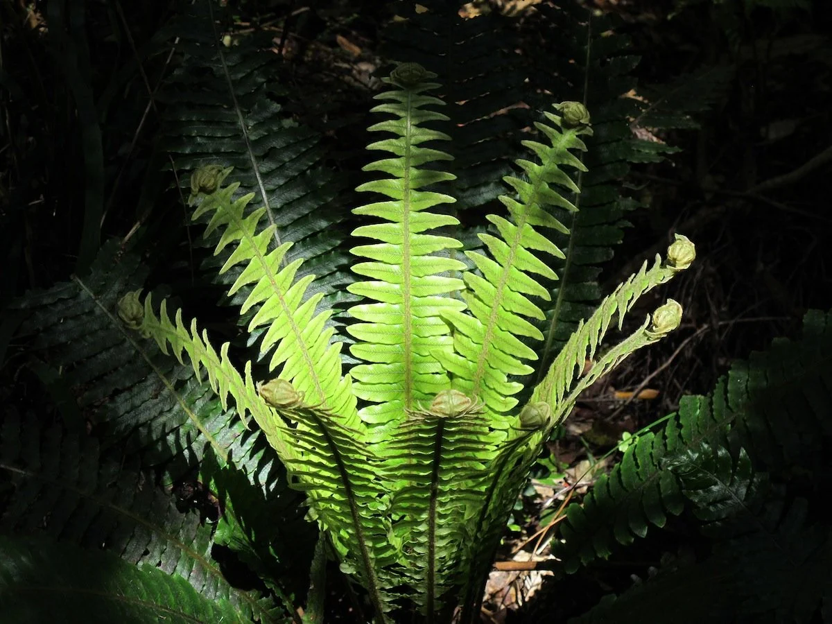 Bright green fern with young curled fronds among darker green ferns in a forest.