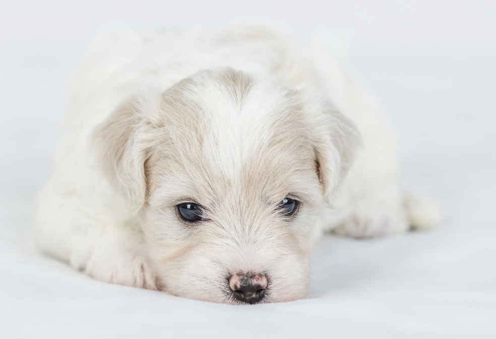 A close-up of a white puppy lying on a white surface, looking directly at the camera.