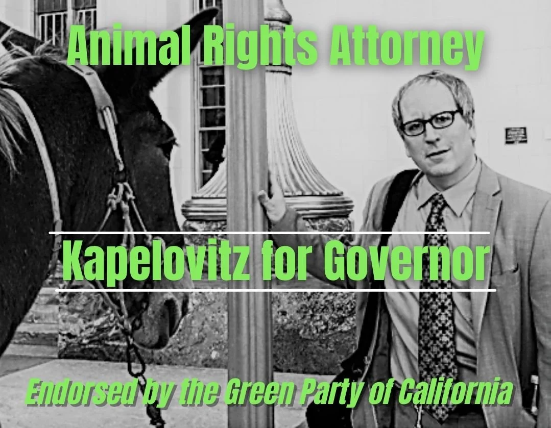 Animal Rights Attorney, Dan Kapelovitz, runs for Governor