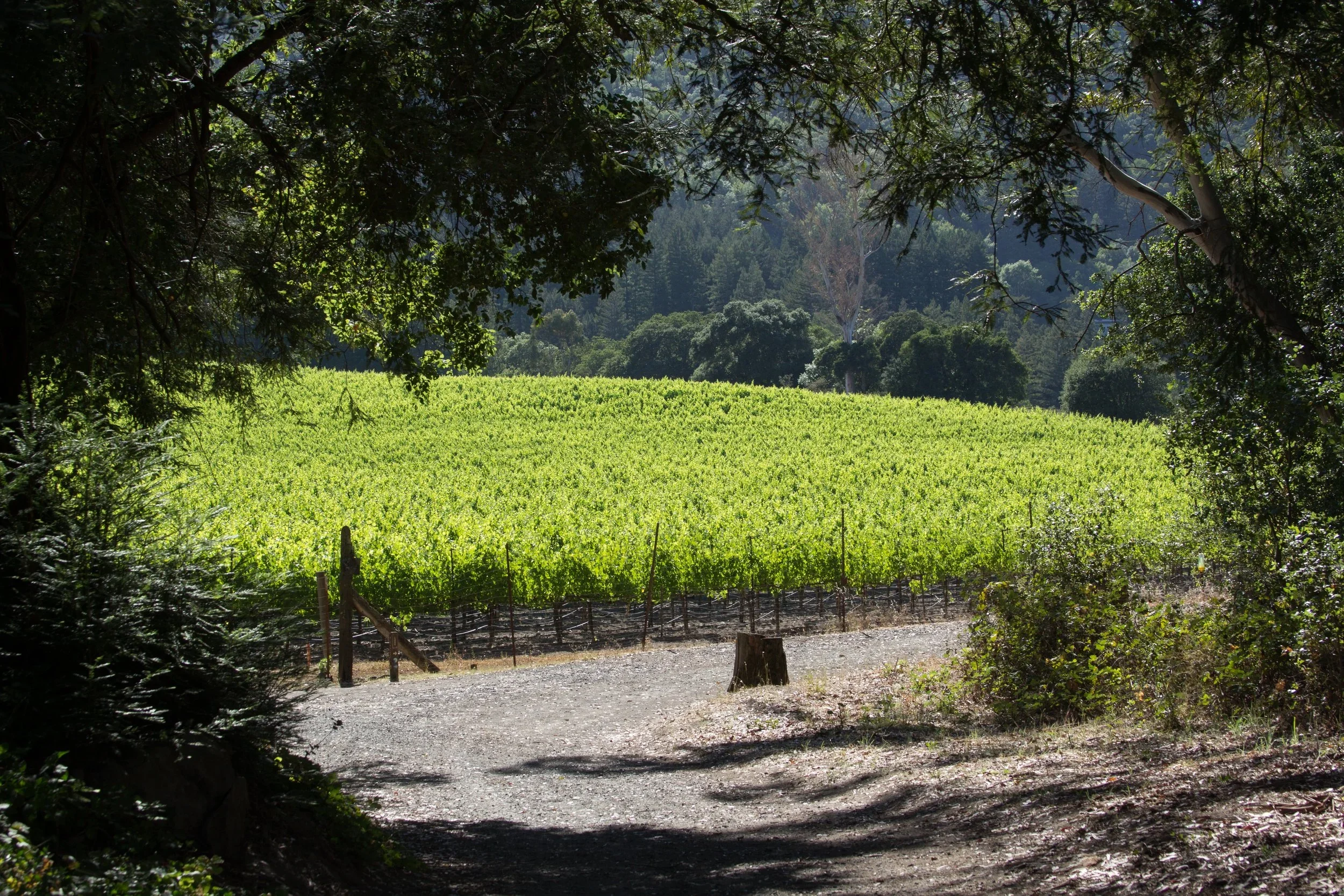 Toast to Sustainability: Celebrating Earth Day with Partners Committed to Sustainable Practices