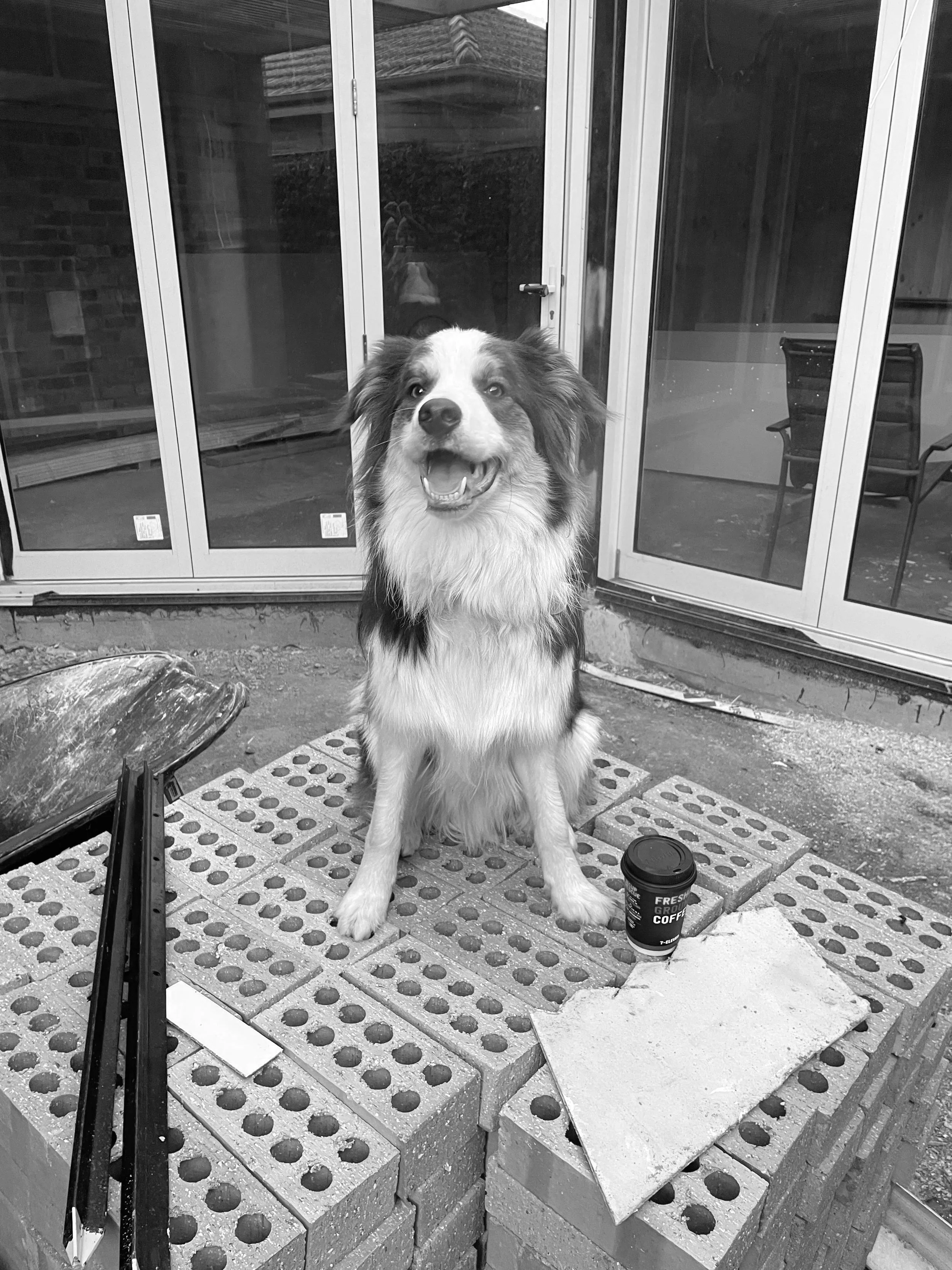 Black and white photo of a dog sitting outside a building with glass sliding doors. The dog is smiling with its mouth open, ears slightly back, and fur appears fluffy. There are construction materials and a disposable coffee cup on the ground near the dog.