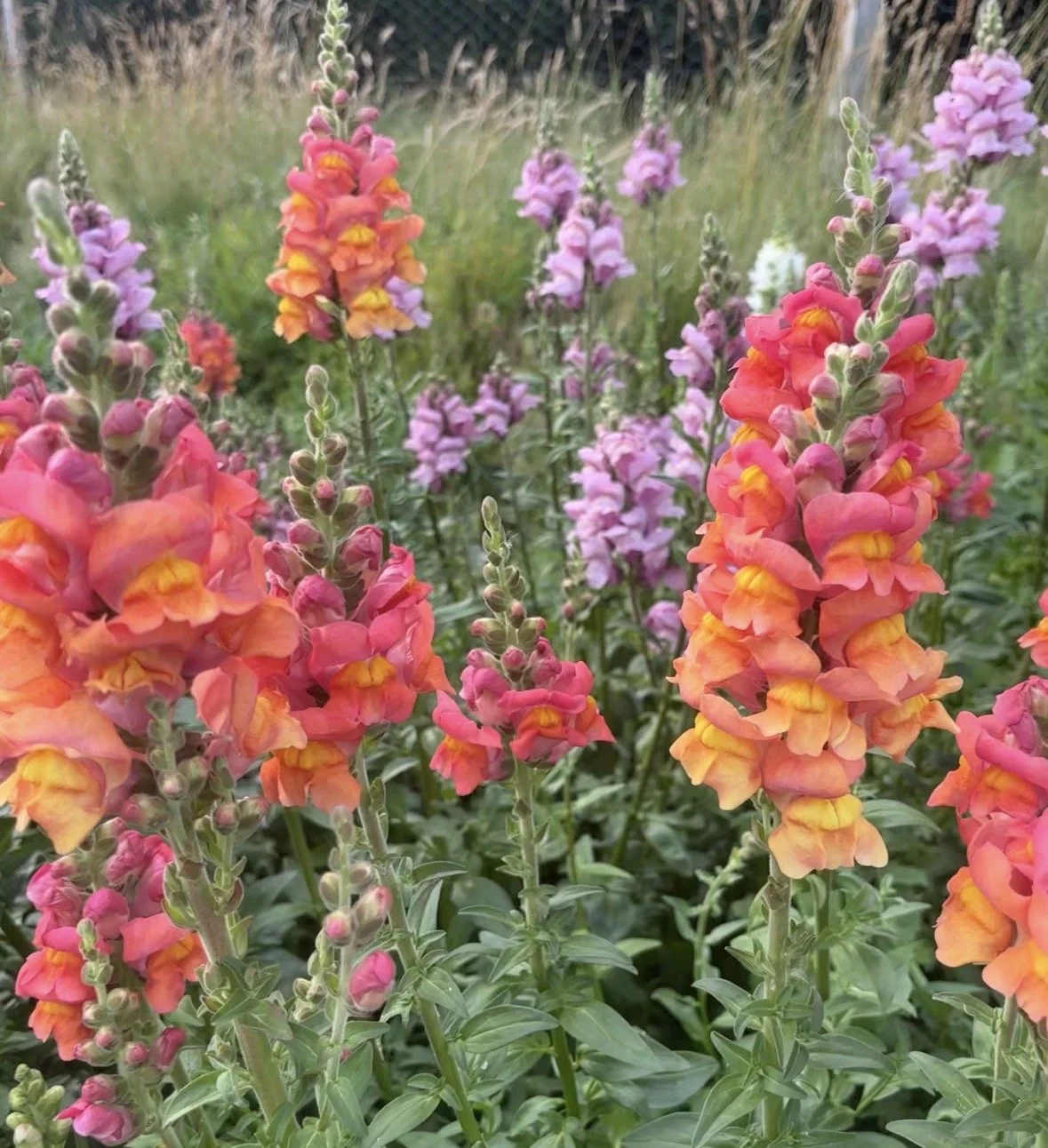 Close-up view of blooming snapdragon flowers in shades of pink, purple, and orange in a garden setting.
