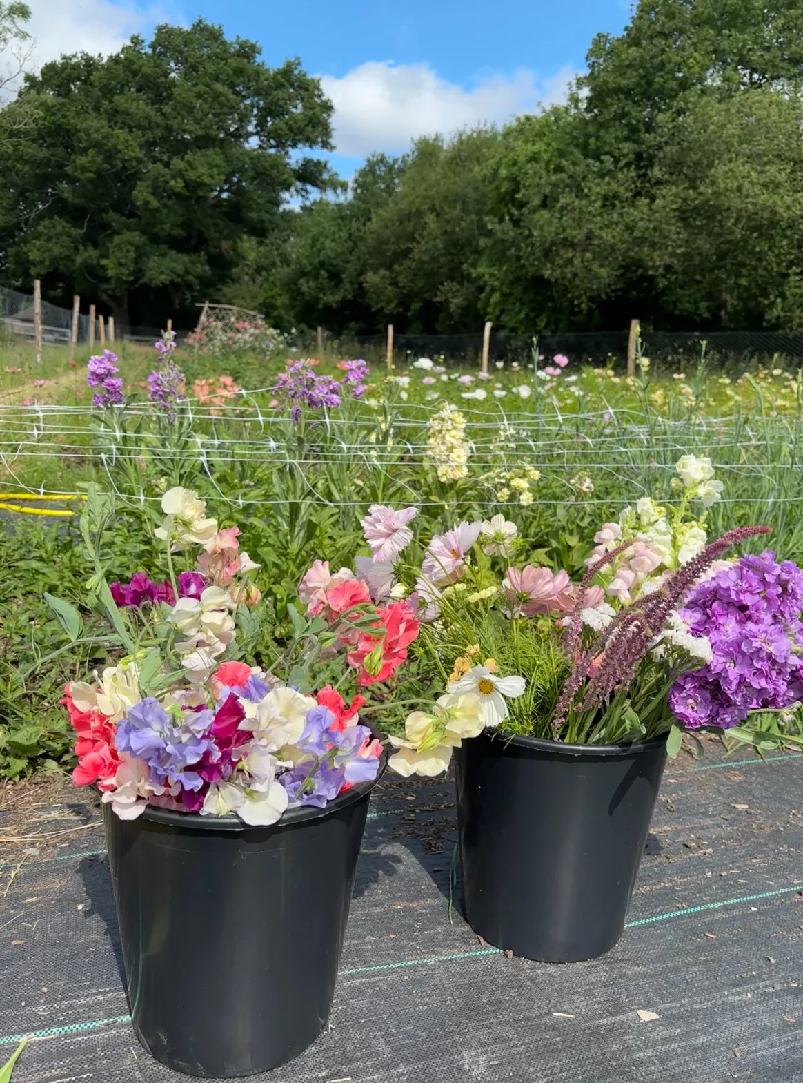 Two black buckets filled with colorful flowers in a garden, with a background of flowering plants, trees, and a partly cloudy sky.