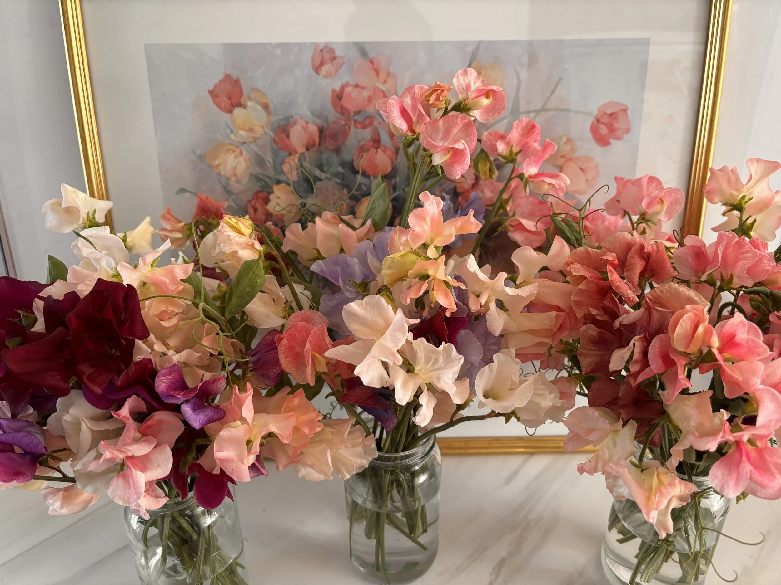 Three glass jars filled with water, each containing a bouquet of pink, white, and purple sweet pea flowers, placed on a white surface in front of a framed painting of pink flowers.