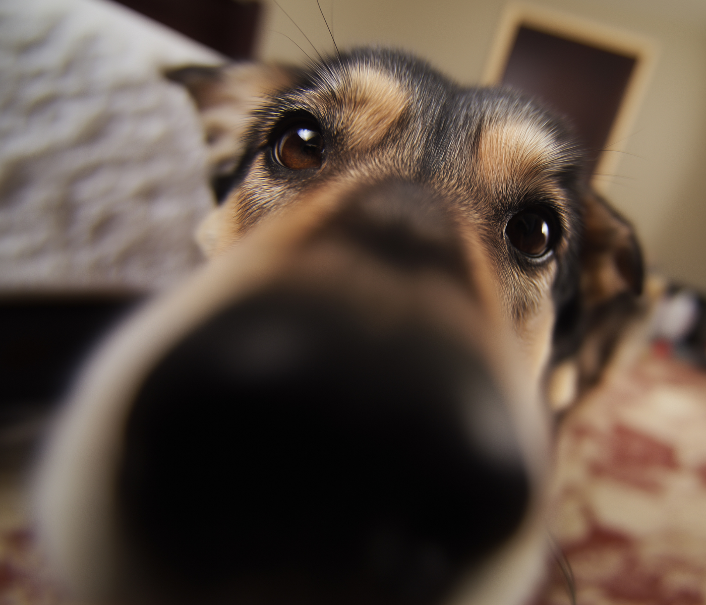 Dog looking into the camera with reminder that treats should stay a small part of a dog’s diet
