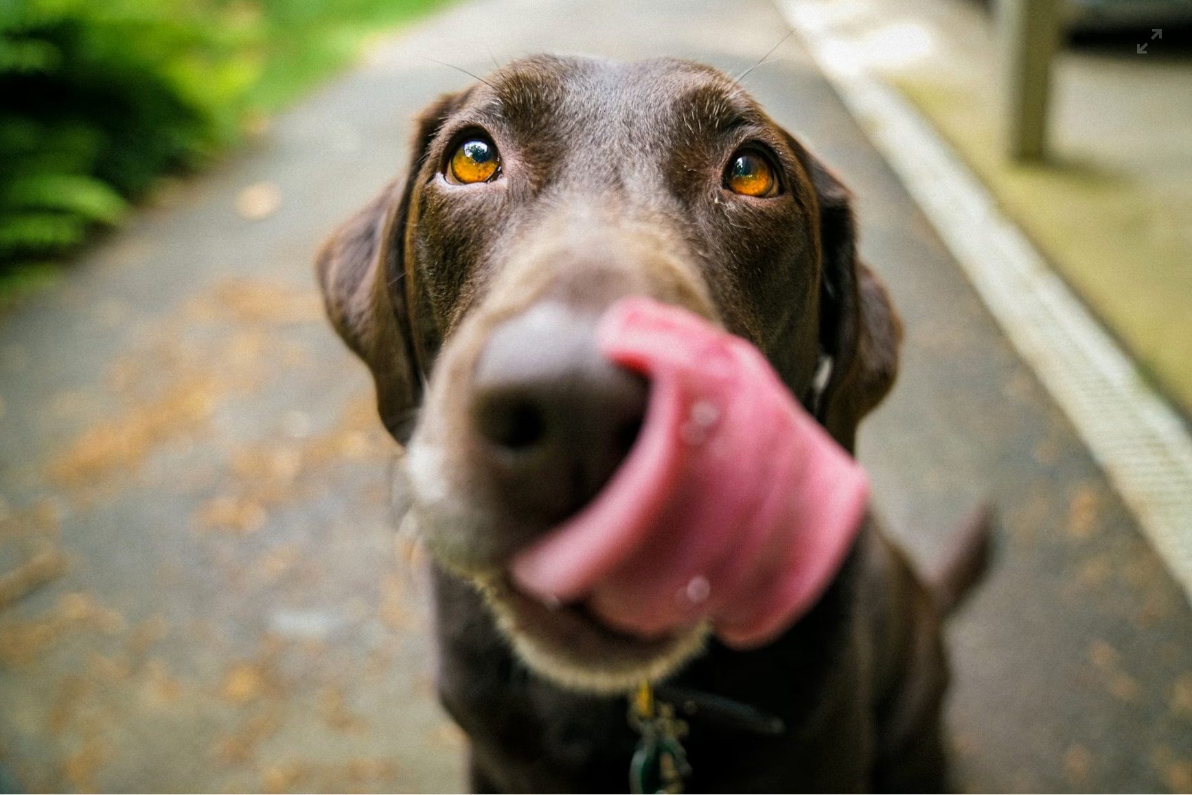 Human foods that are safe for dogs