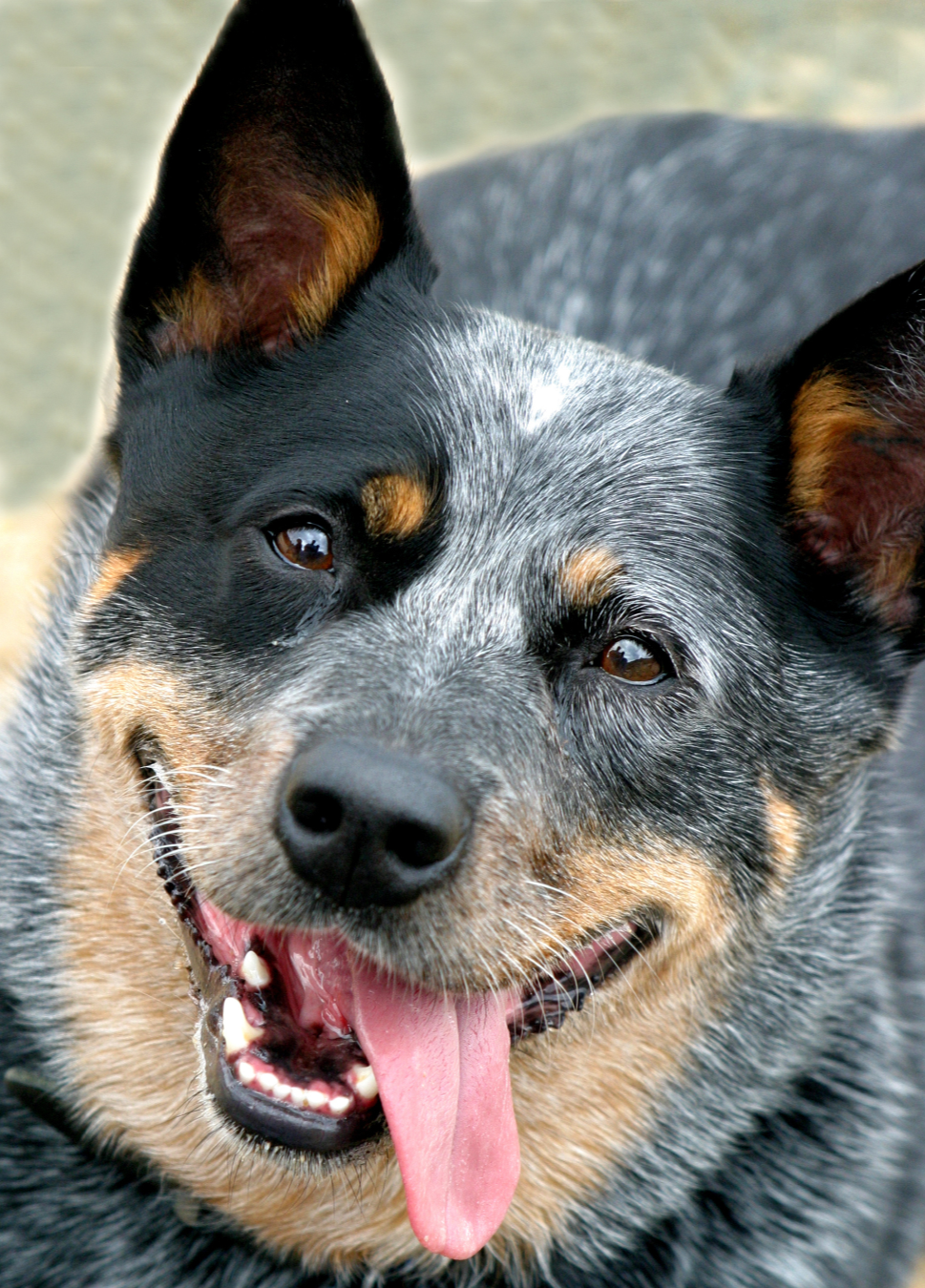 Things only anxious dog owners will understand