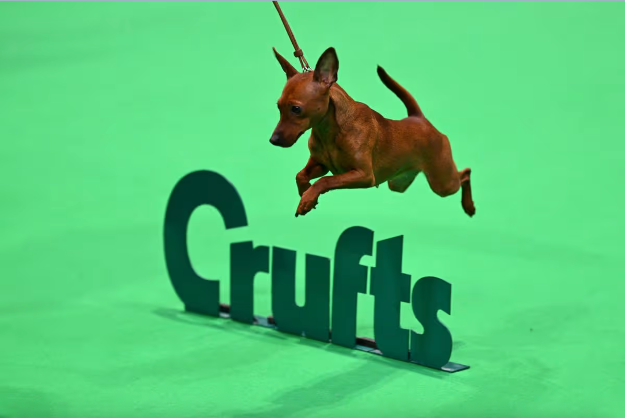 Crufts, Ethics and Accountability in the Dog World