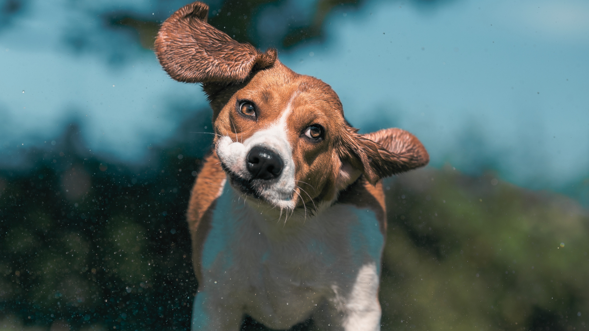 Why Do Dogs Shake When They’re Not Wet?