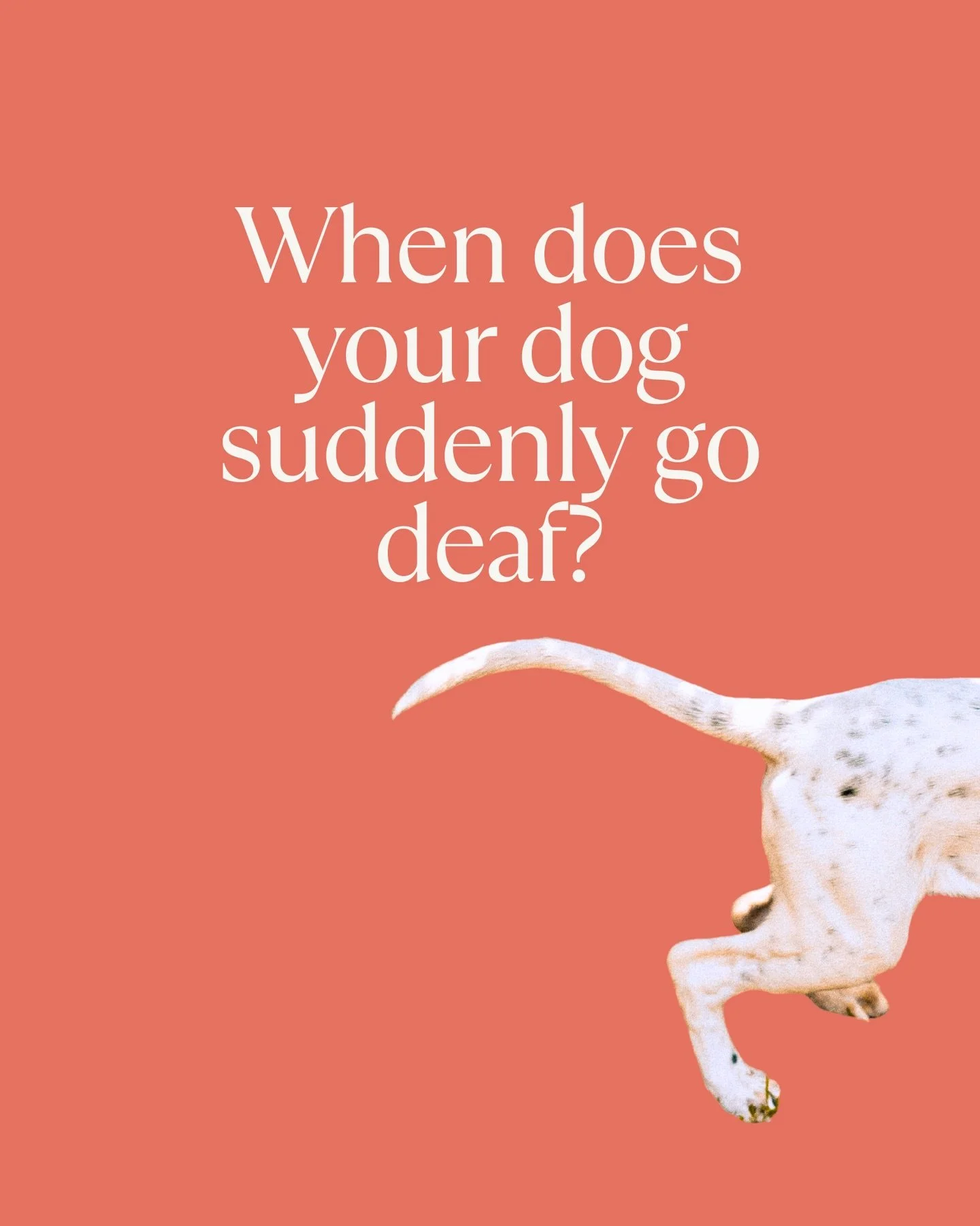 When does your dog suddenly go deaf?

When they see a squirrel? Spot another dog? Pick up a scent that arrived from three fields away and apparently cannot wait?

For Sabai it&rsquo;s the neighbours in the garden next door. They&rsquo;re out from hib