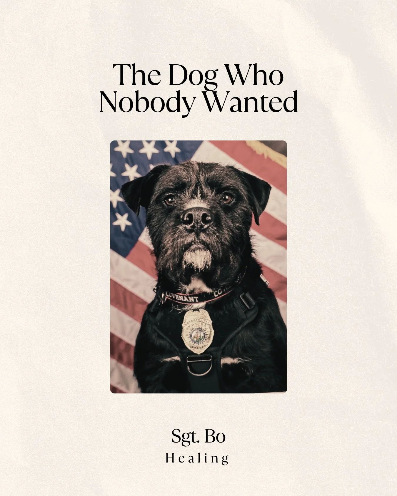 We&rsquo;re sharing Sgt. Bo&rsquo;s story today in honour of World Stray Animals Day this Saturday.

Around 75% of the world&rsquo;s dogs are strays. That&rsquo;s not a small problem. That&rsquo;s hundreds of millions of dogs with nowhere to go and n