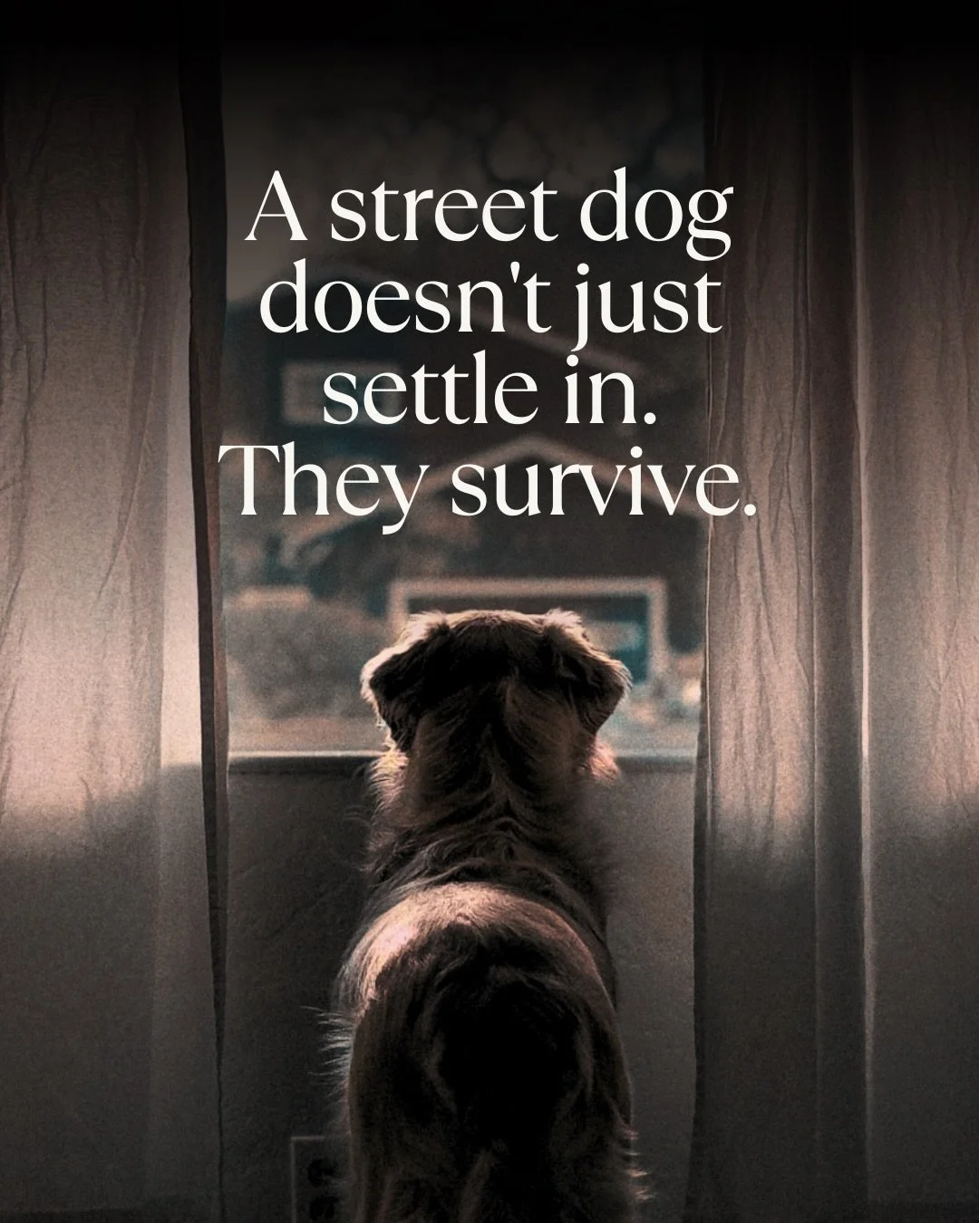 An estimated 600 million stray dogs are living on the streets worldwide. A small number will find homes. And when they do, the adjustment is rarely what people expect.

This is for anyone who has brought a street dog home, or is thinking about it.

T