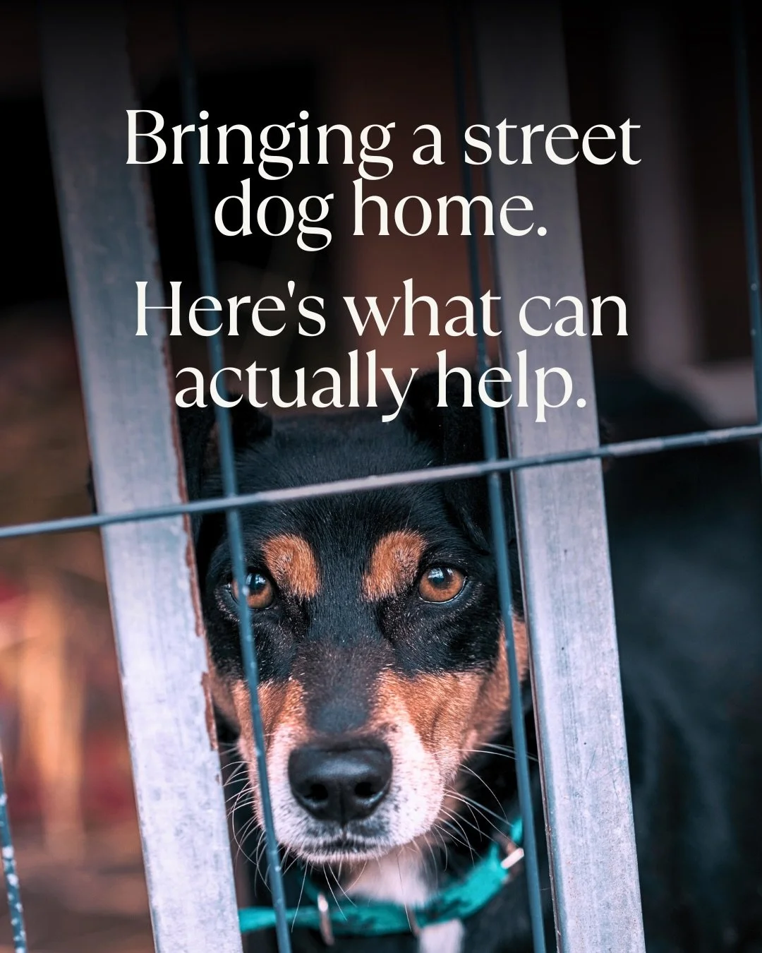 When I brought my Thai street dog home nine years ago, I made every mistake possible. I just didn&rsquo;t know what I didn&rsquo;t know. The information I needed didn&rsquo;t seem as widespread back then.

There are simple things that make a world of