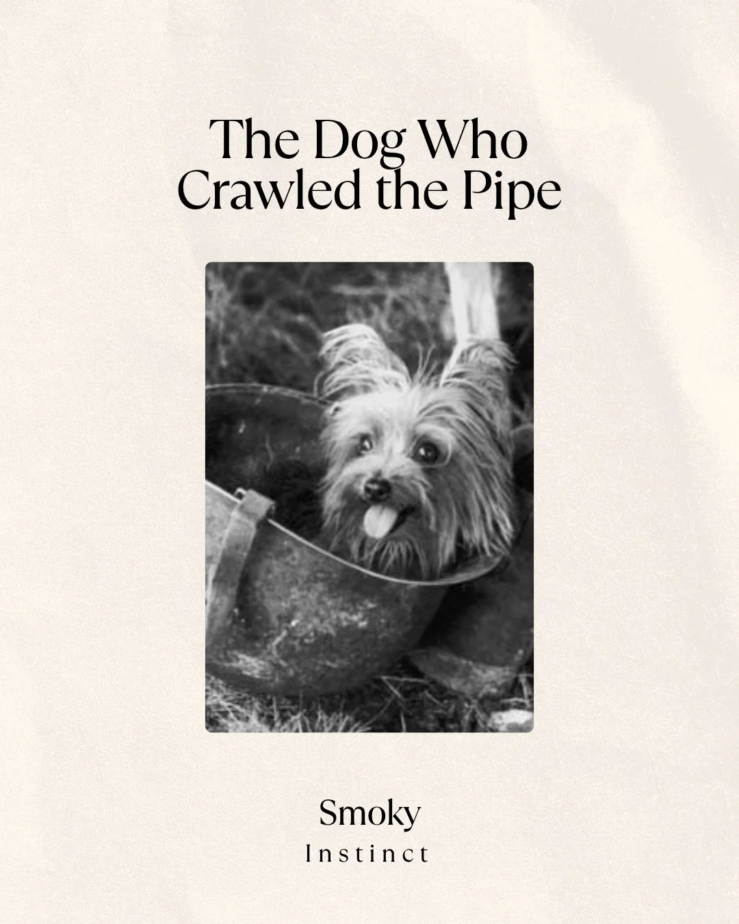 Smoky weighed 4 pounds. She stood 7 inches tall. She was found alone in a foxhole in the New Guinea jungle in 1944, and no one knew how she got there.

She lived as the soldiers lived. Tents in equatorial heat and humidity. C-rations and occasional S