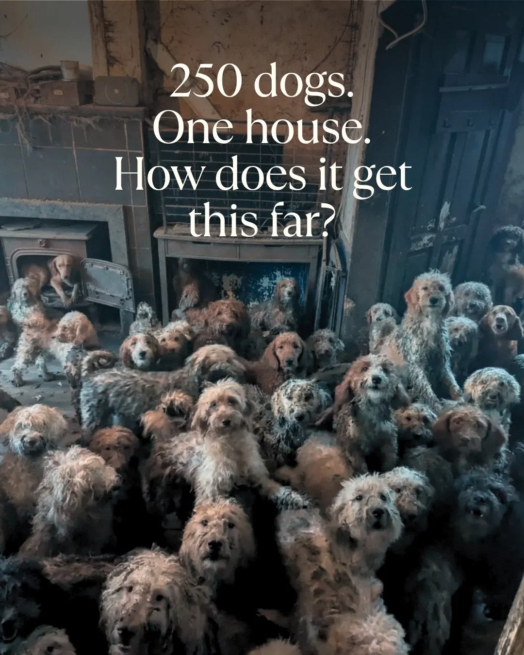 How does it get this far?

More than 250 poodle-cross dogs were found at a single UK property earlier this year. The RSPCA described the owners as extremely vulnerable and decided not to prosecute.

That decision will divide opinion. But before we ge