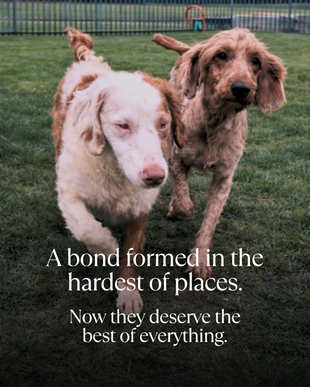 Yesterday, I introduced Stevie and Sandy. Here&rsquo;s their story.

Stevie is blind and deaf. Sandy has become her guide. They were rescued from a house of over 250 dogs and had never experienced life outside. Now they&rsquo;re running, playing and 