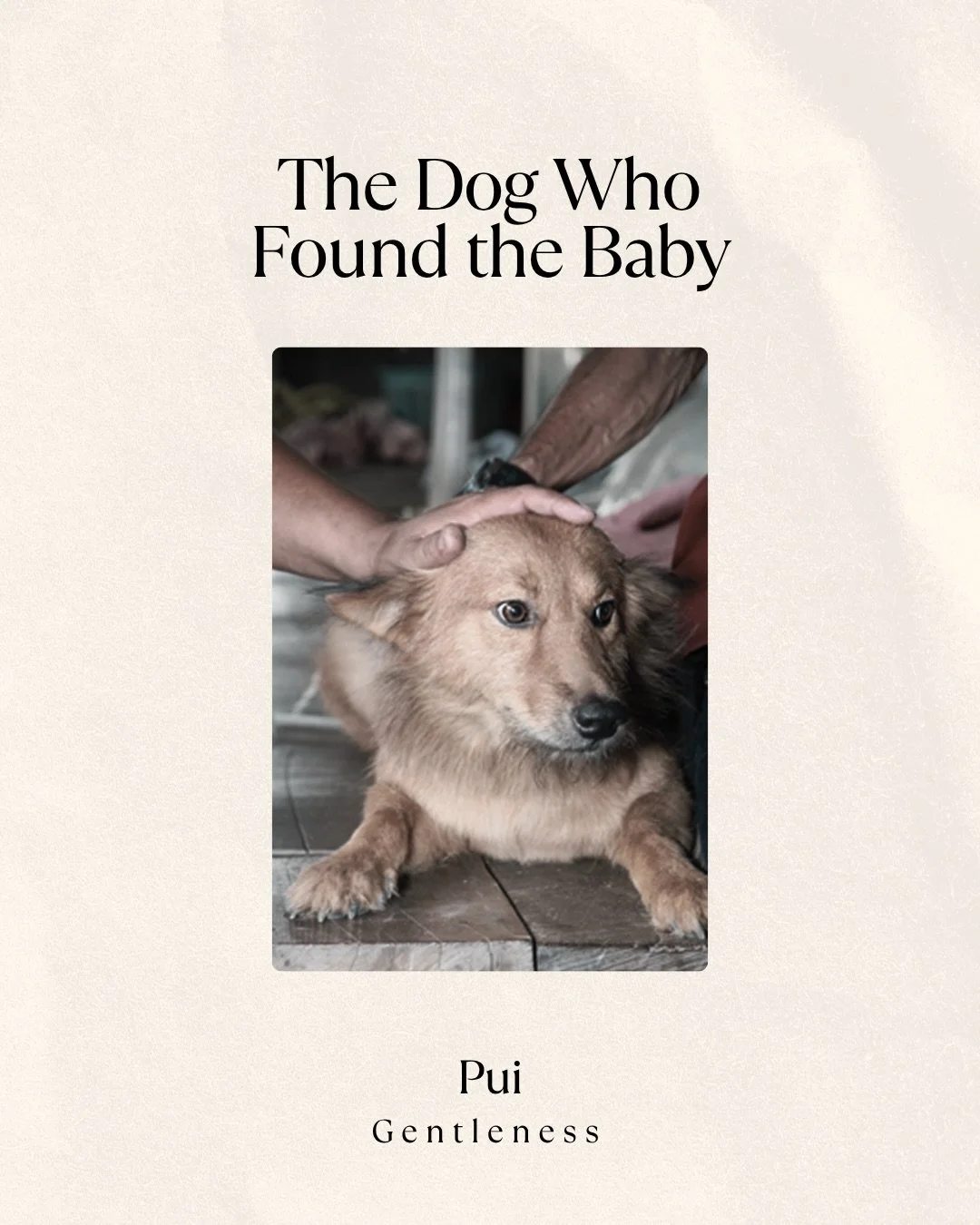 In 2013, a two-year-old dog named Pui went for his usual walk in Ayutthaya, Thailand.

That day, he came home carrying a white plastic bag.

Inside was a newborn baby girl. Sudarat, 12 years old, found her and ran to get her family. They rushed the b