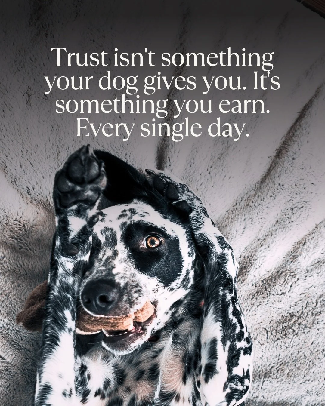 Trust is the foundation of everything you have with your dog.

Not just training or routine. Even love struggles without it. Trust is what makes all of those things possible. It&rsquo;s what tells your dog that the world they&rsquo;re in is safe, and