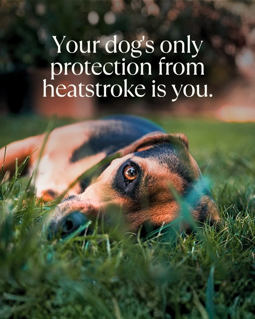 This weekend, the sun is out, the barbecues are on and it feels like nothing bad could happen.

But bank holidays are one of the busiest weekends of the year for vets treating heatstroke in dogs. Not because owners don&rsquo;t care, but because it&rs