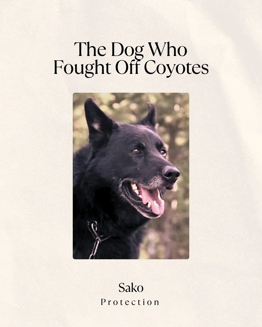 In June 2014, a family road trip in the mountains of British Columbia ended in tragedy. Joseph, 16, was thrown from the vehicle with a broken femur and collarbone, unable to move in the wilderness.

He and Sako, the family&rsquo;s King Shepherd, were