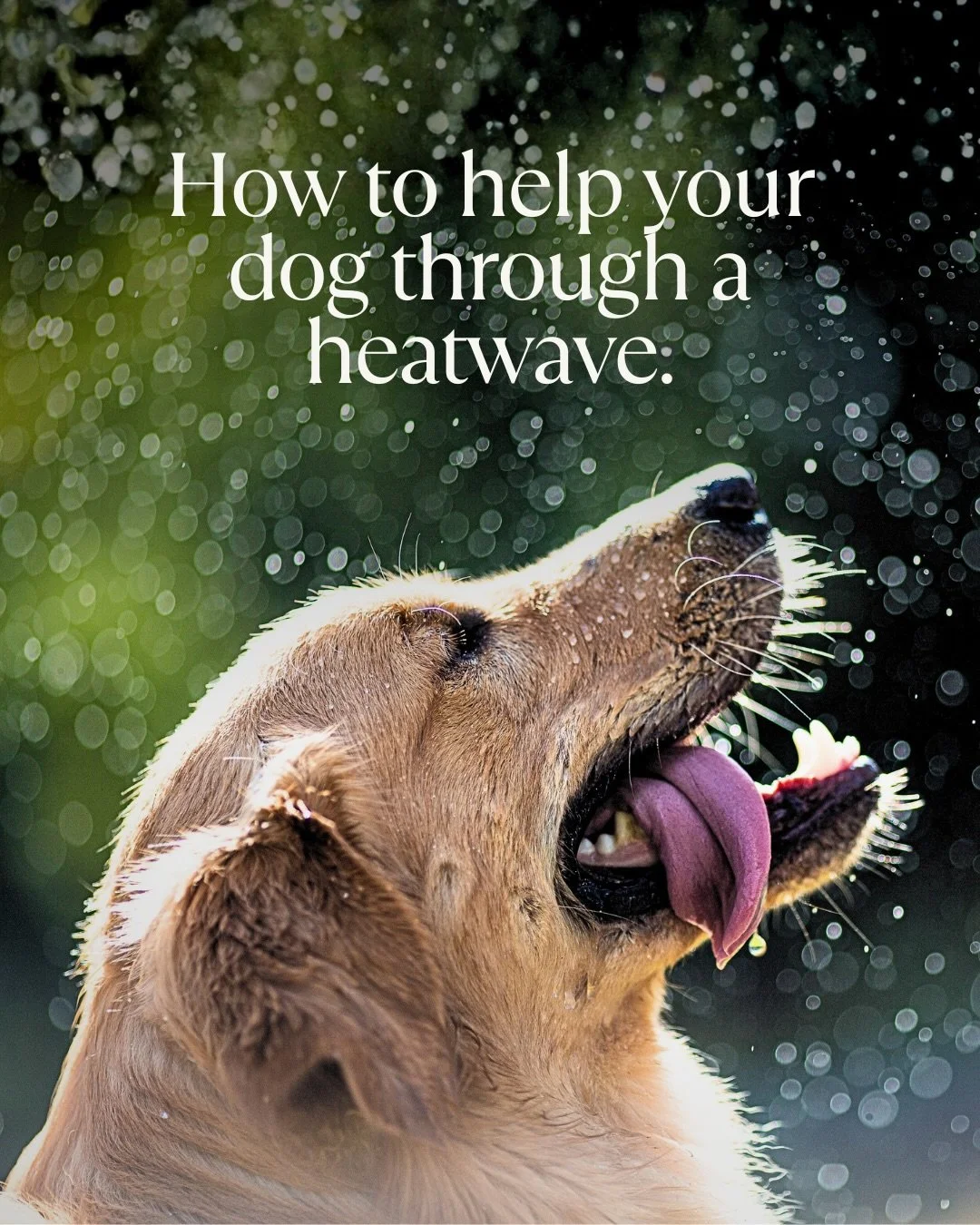 Heat can become dangerous for dogs far faster than most people realise, and so much of it is preventable.

My dog is a Thai street dog who&rsquo;s lived in the UK for nearly ten years. Given the choice, she&rsquo;ll always pick the sun. Left to her o