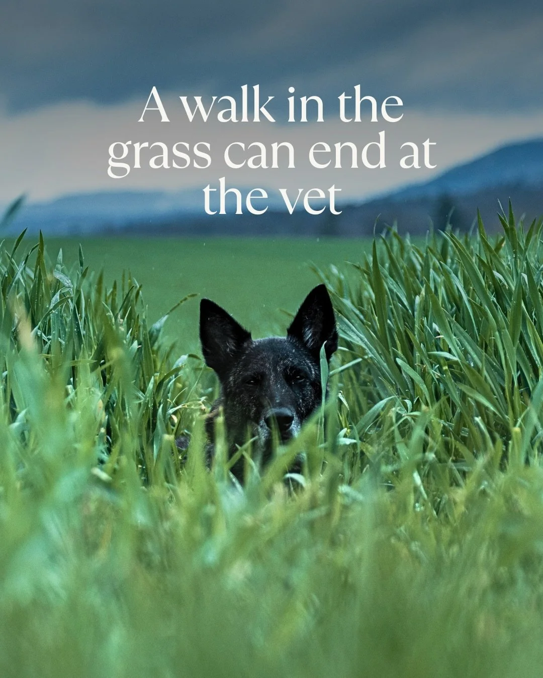 It&rsquo;s June. Grass seed season is in full swing.

Around 90% of grass seed injuries happen between June and September, with July being the peak month.

Dogs with long ears, thick coats, or a habit of charging through long grass are at greater ris