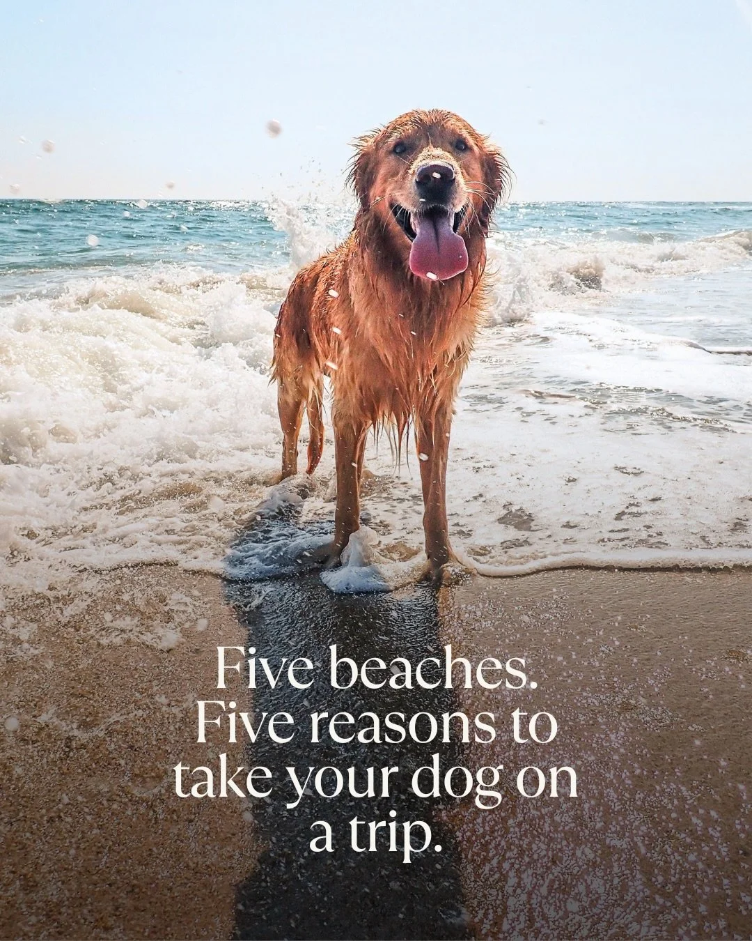 Not all dog-friendly beaches are created equal. Some have seasonal bans. Some are overcrowded. Some are beautiful but awkward to navigate with a dog.

These five are different. We&rsquo;ve picked one for each category that matters, from a beach so re