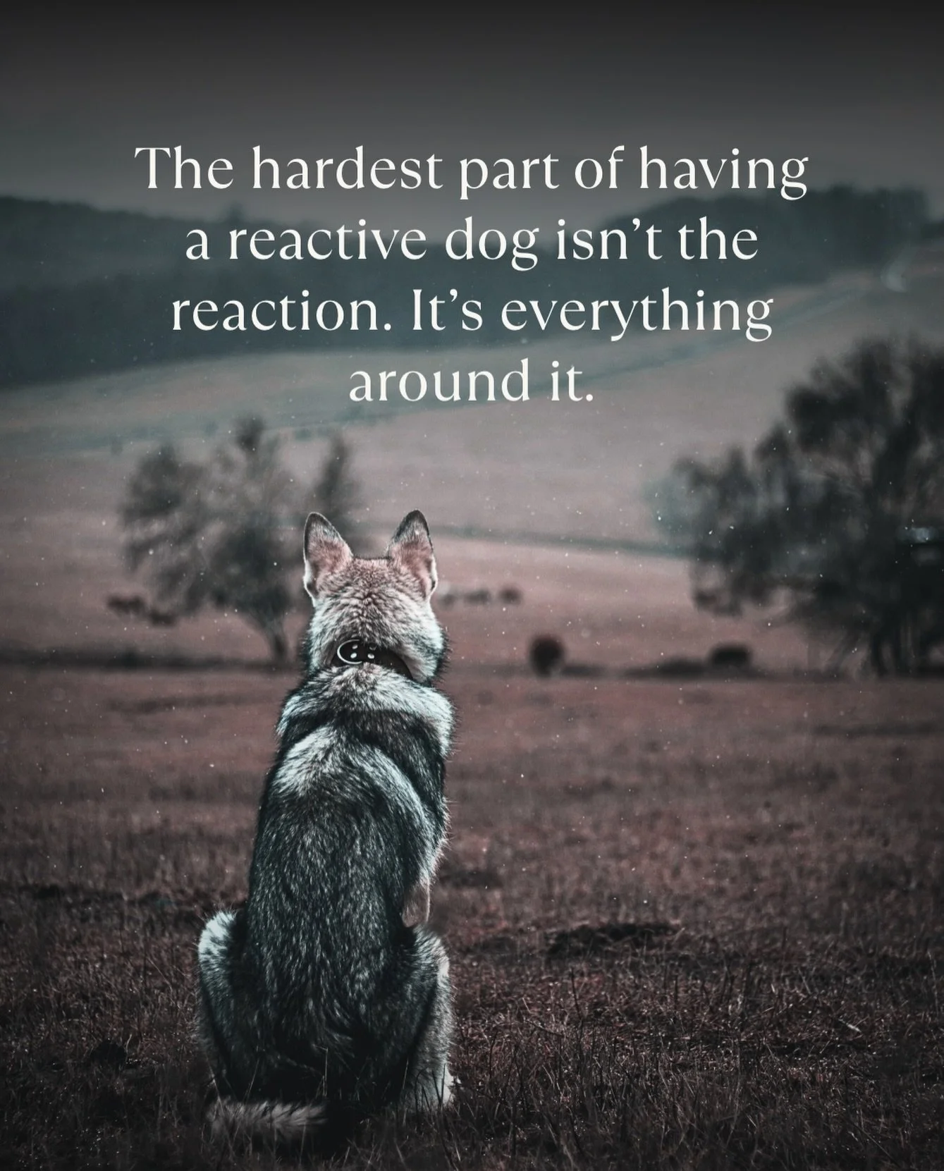 Having a reactive dog is hard in ways that are difficult to explain to anyone who hasn&rsquo;t lived it.

Watching the pub dogs, the office dogs, the dogs who go everywhere with their owners, or even just the ones who can walk calmly past strangers, 