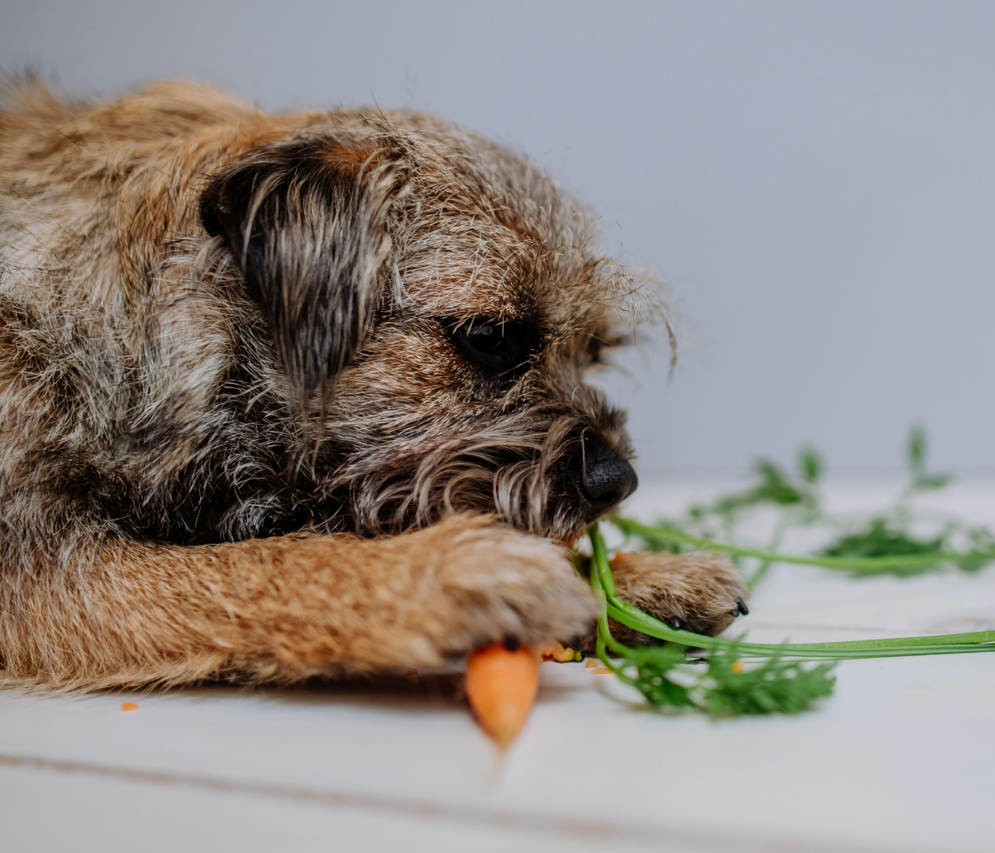 Dog chewing a carrot, a crunchy low-calorie vegetable safe for dogs