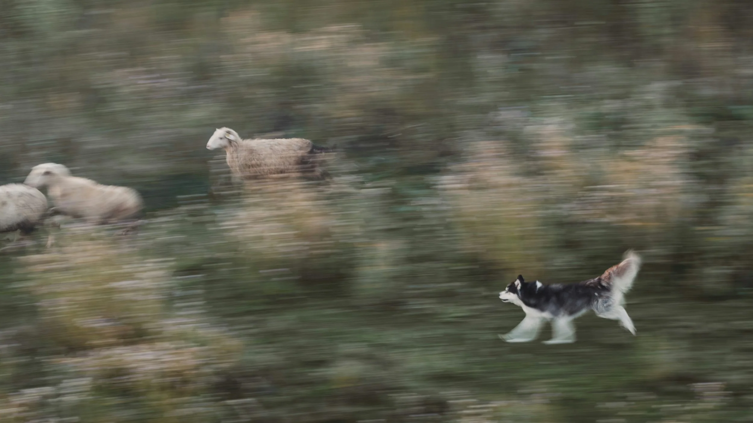 Dog running and chasing sheep across a field, illustrating livestock worrying behaviour in the countryside