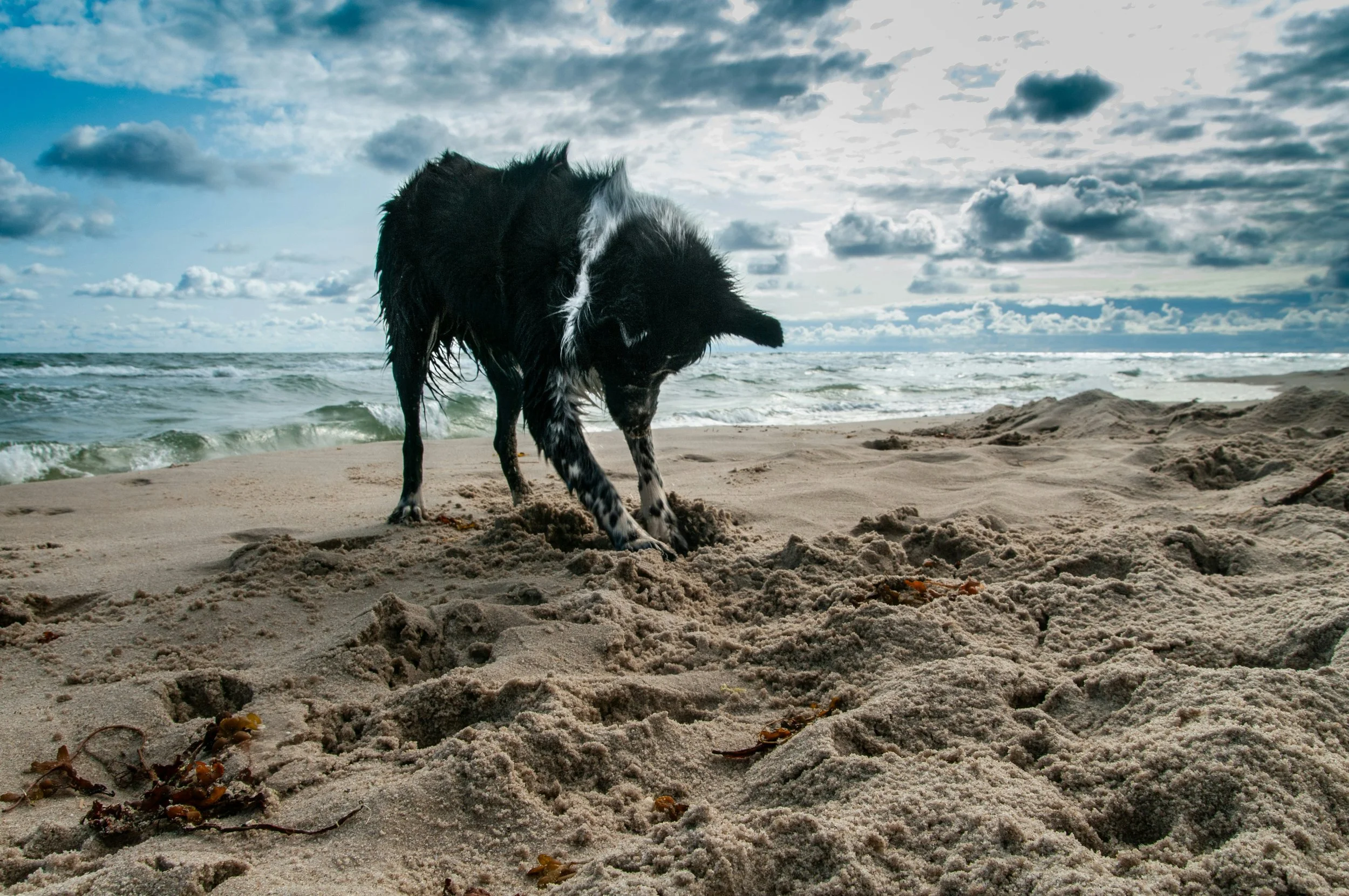 Dog digging in beach sand, illustrating how digging can be redirected and shaped into natural play behaviour.