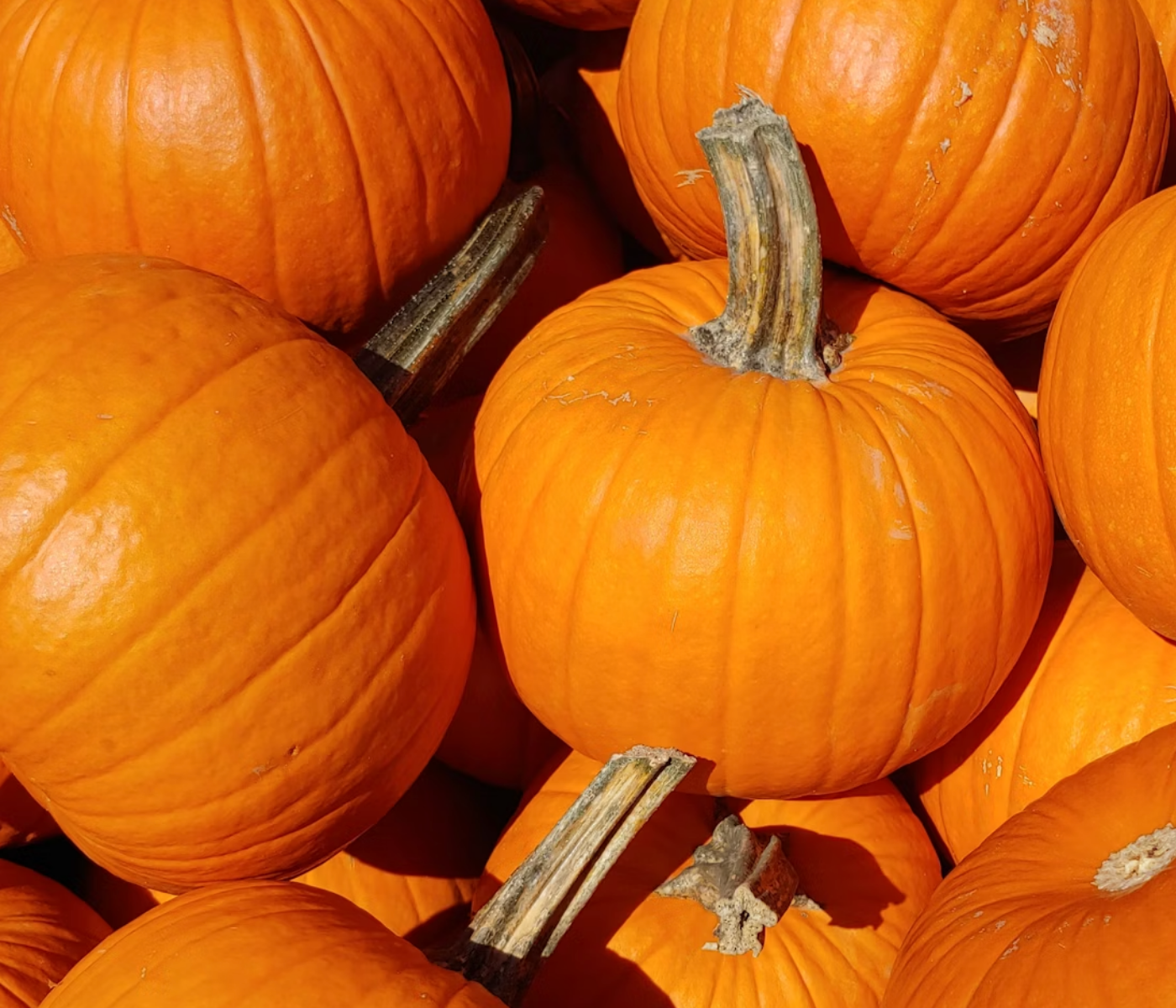 Pumpkins used as a natural digestive support food for dogs