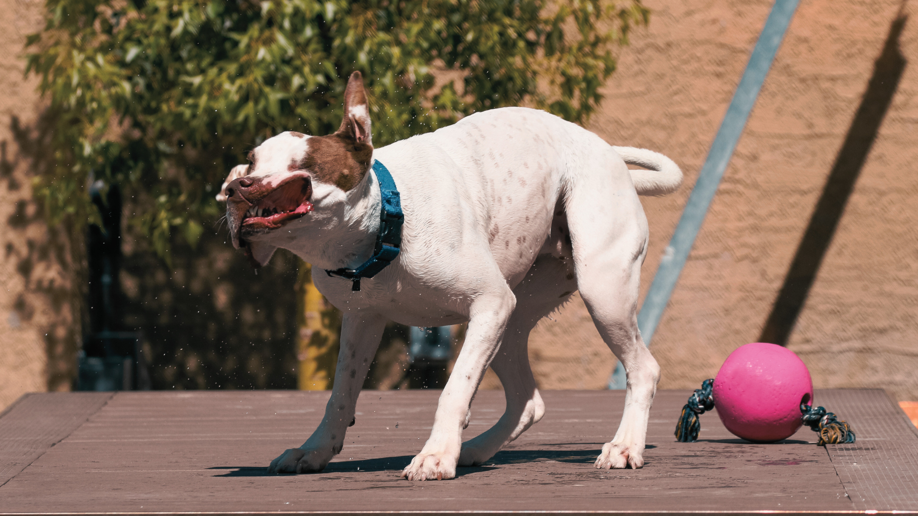 Dog shaking its body after play, mid-motion, with a toy nearby
