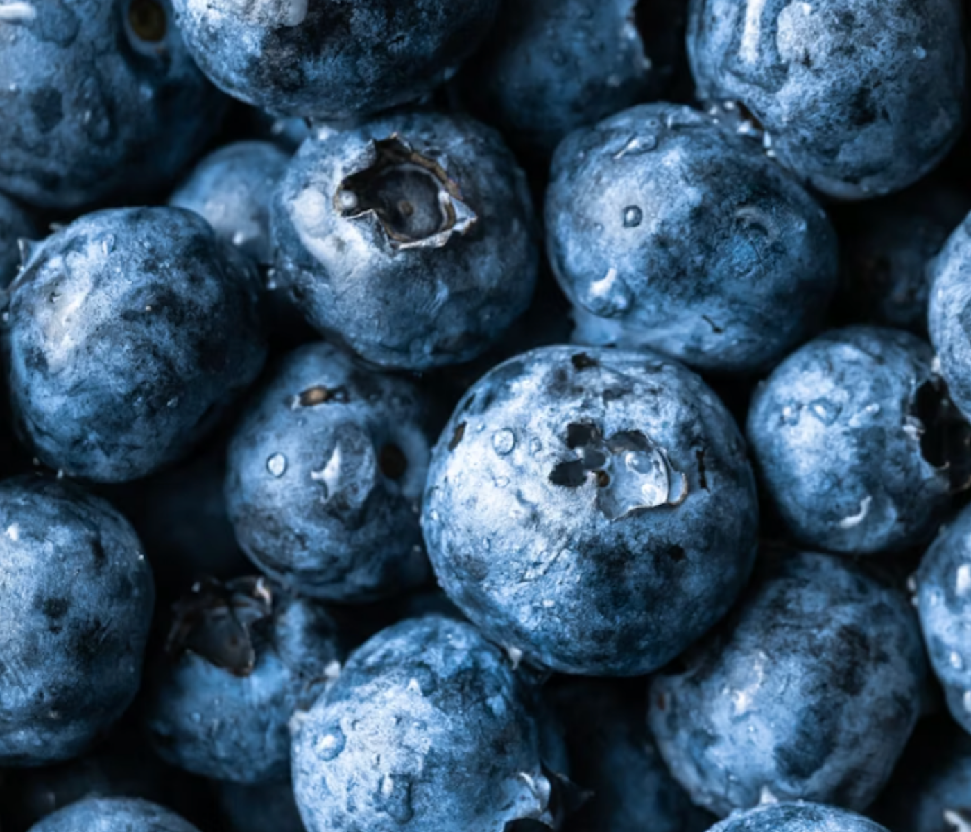 Fresh blueberries that can be a healthy low-calorie treat for dogs